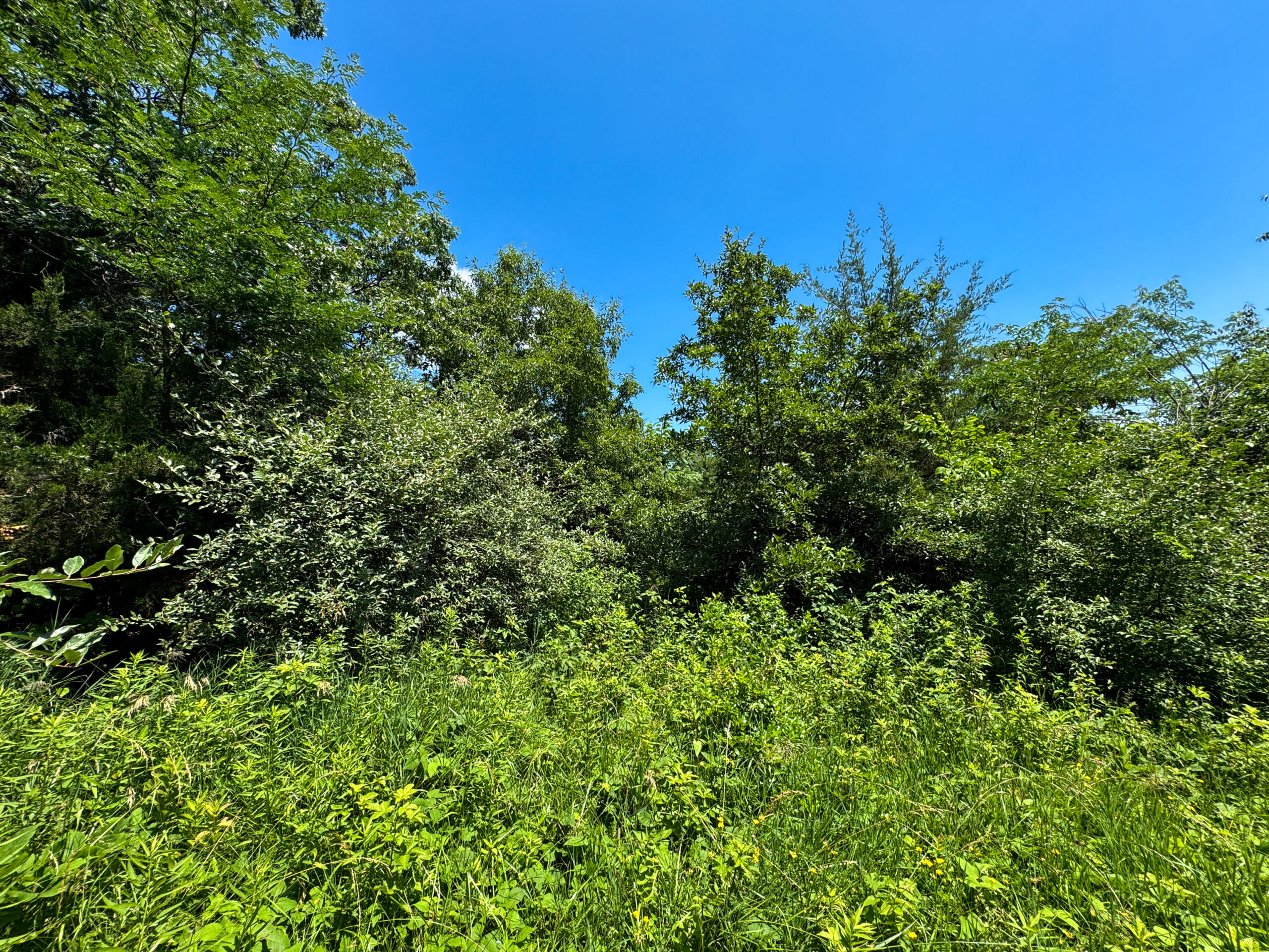 Trophy Hunting • Building Potential • Hobby Farm Opportunity – Monroe County, Iowa 72 +/- Acres