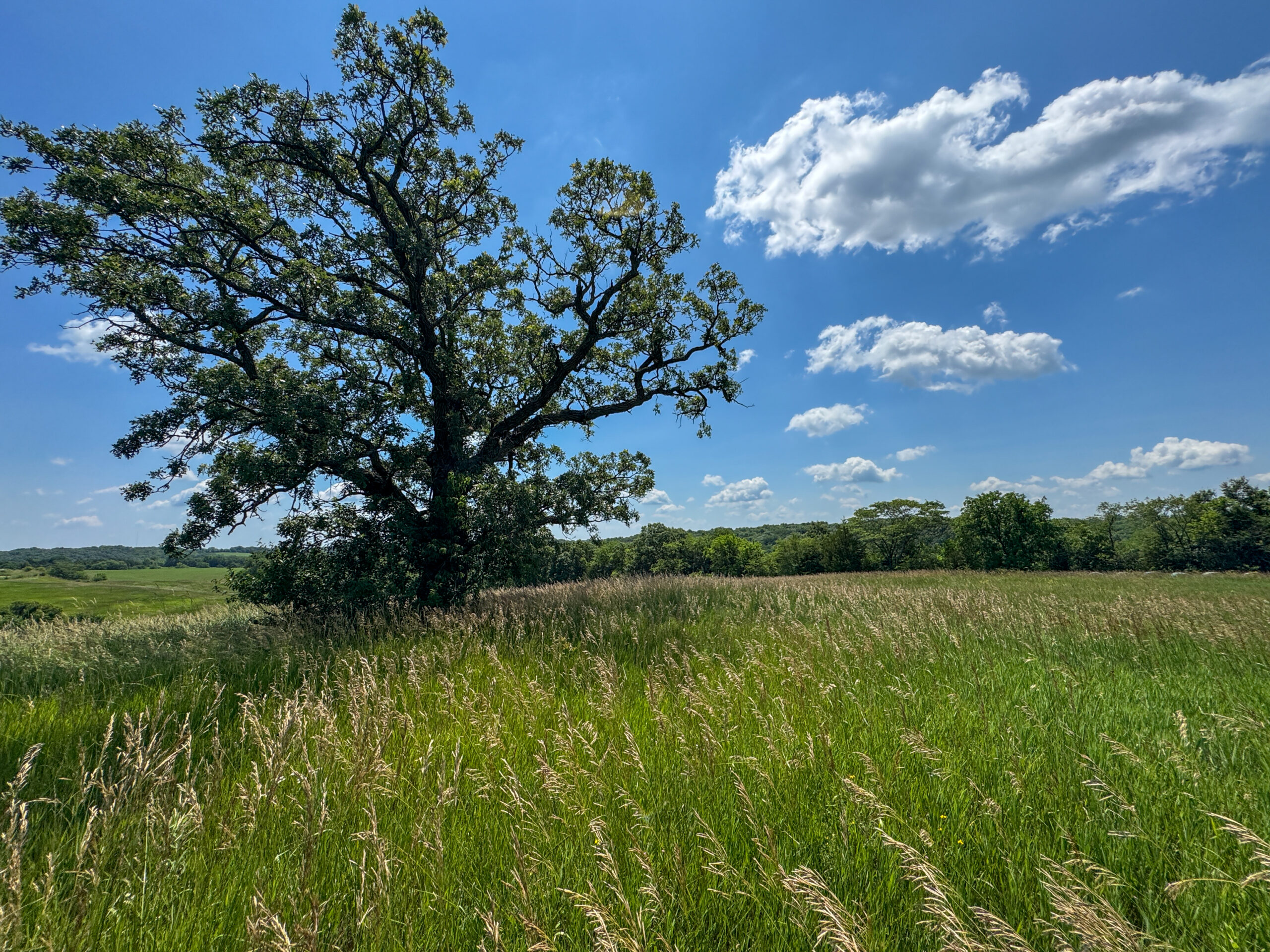 Trophy Hunting • Building Potential • Hobby Farm Opportunity – Monroe County, Iowa 72 +/- Acres