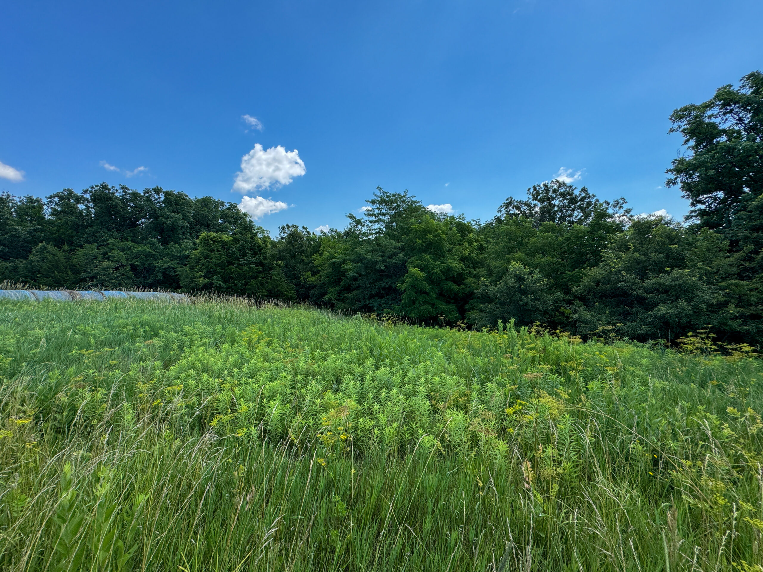 Trophy Hunting • Building Potential • Hobby Farm Opportunity – Monroe County, Iowa 72 +/- Acres