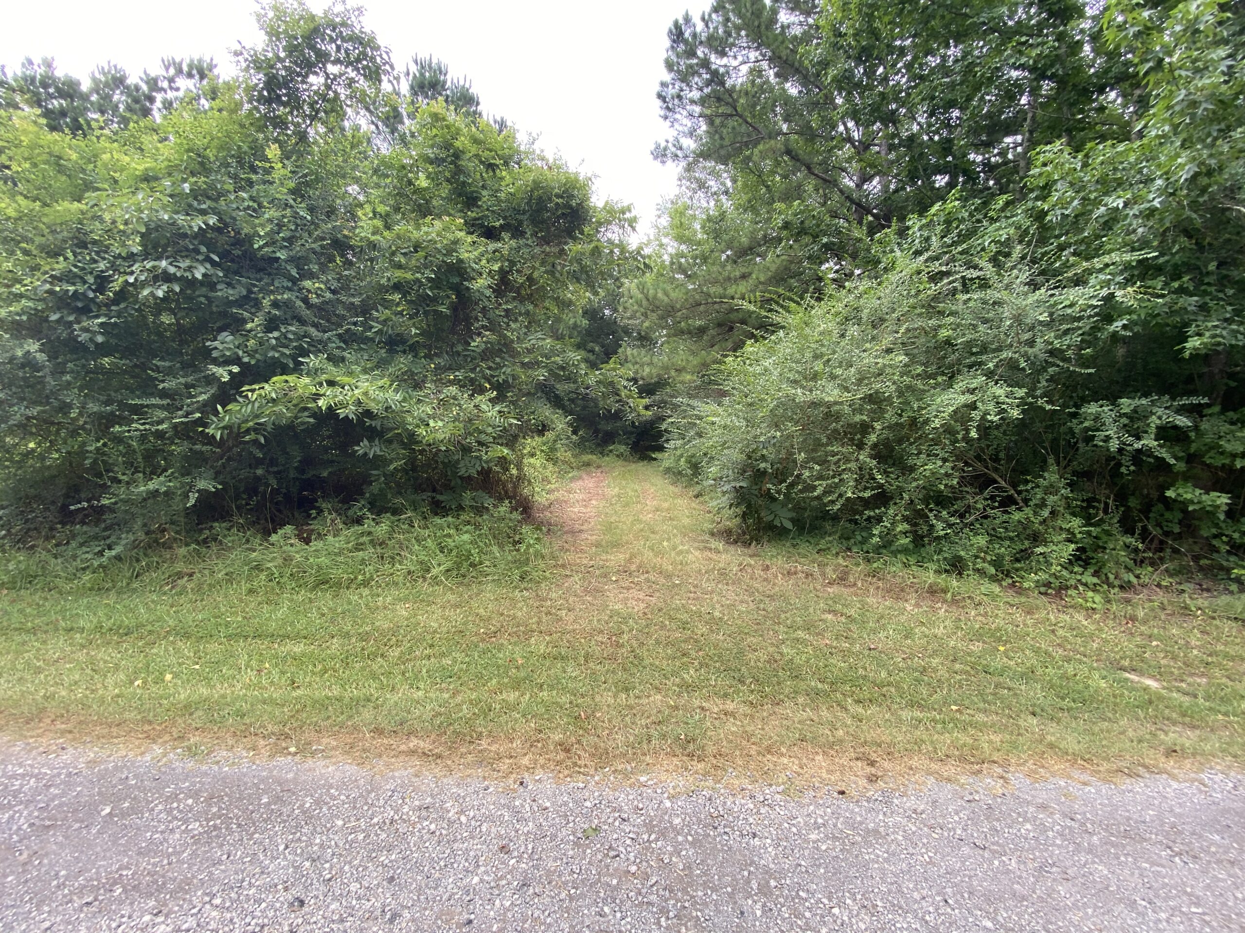 60 Acre Timber and Hunting Property for Sale in Elysian Fields ISD