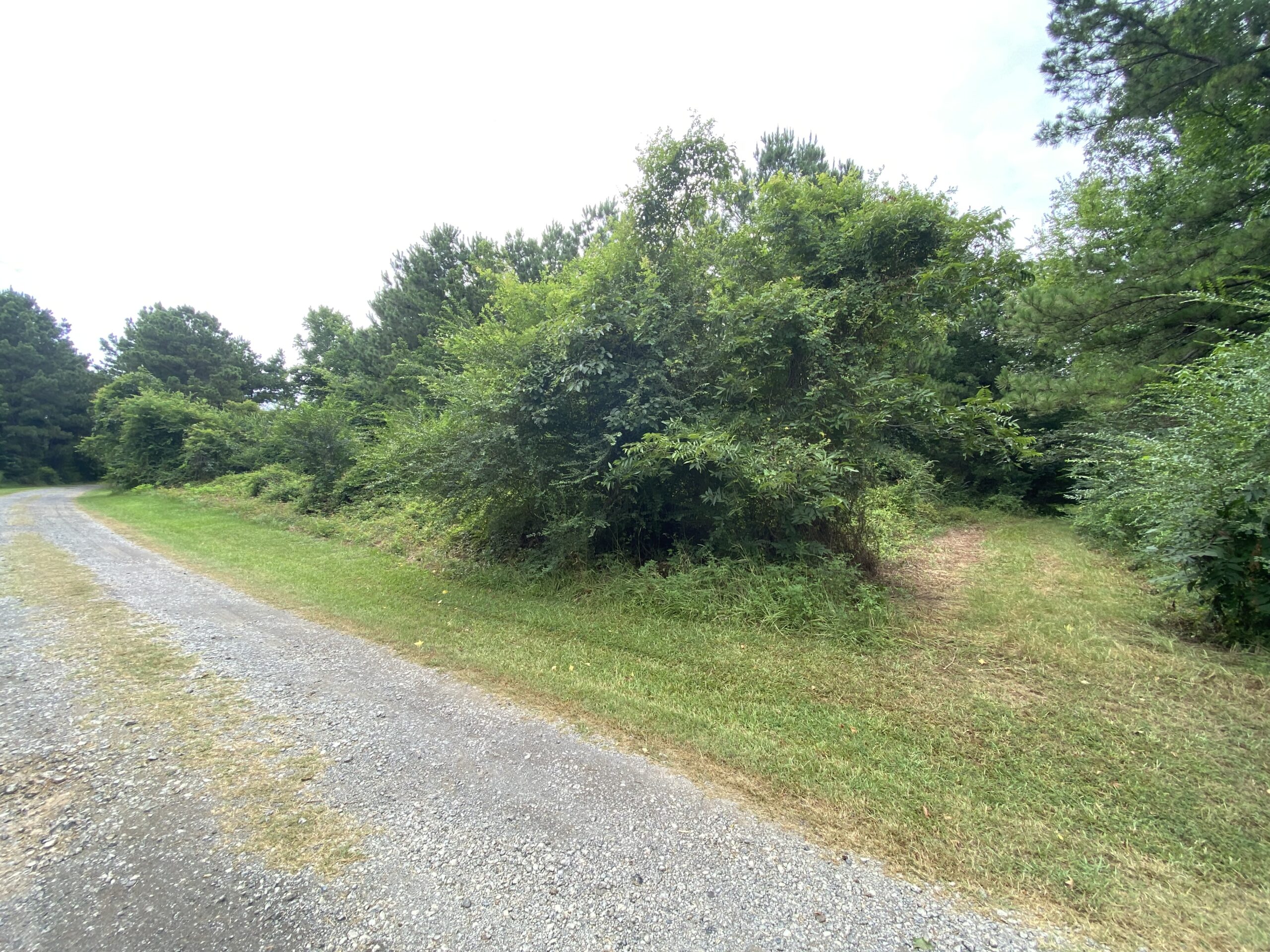 60 Acre Timber and Hunting Property for Sale in Elysian Fields ISD