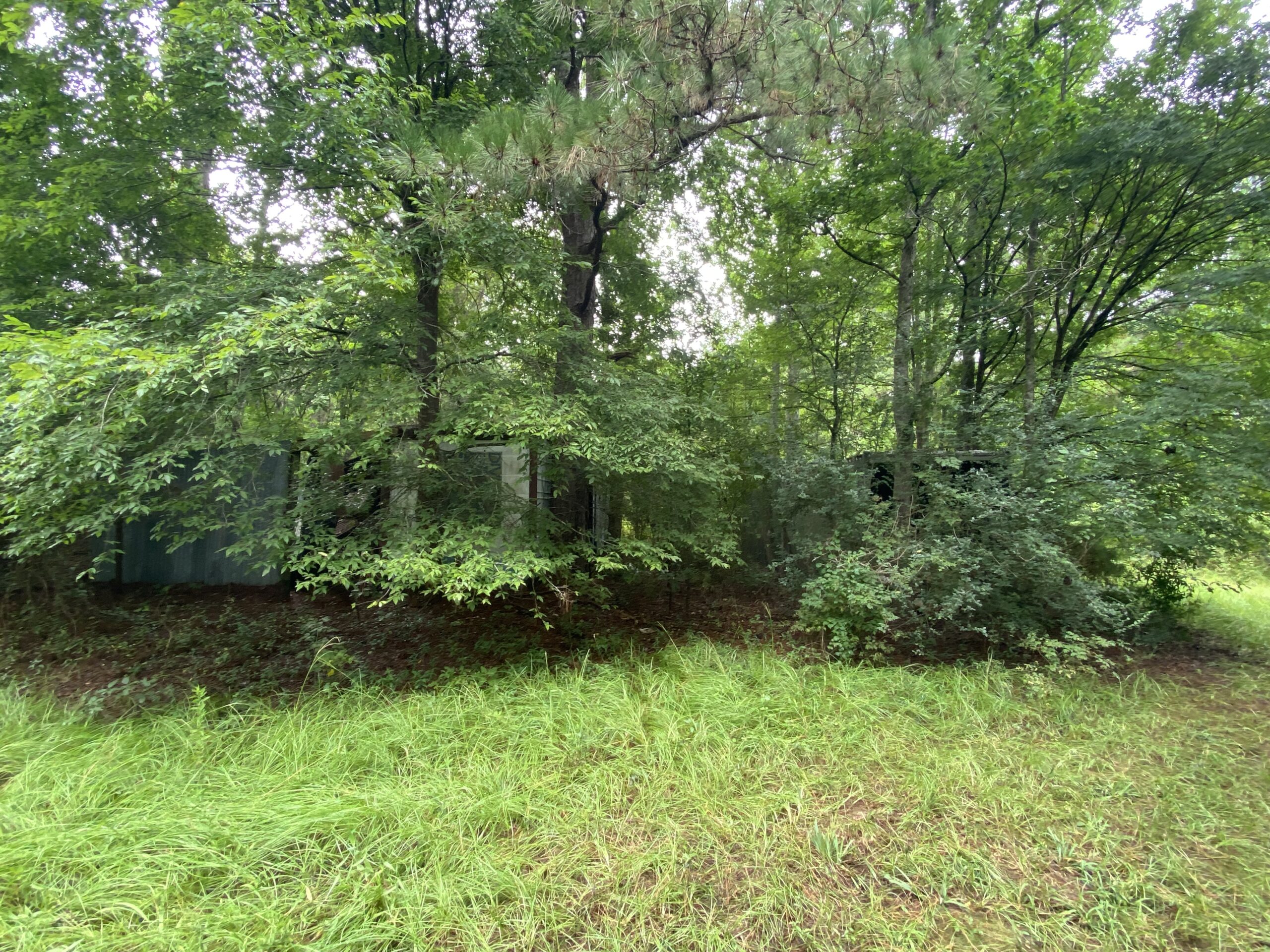 60 Acre Timber and Hunting Property for Sale in Elysian Fields ISD