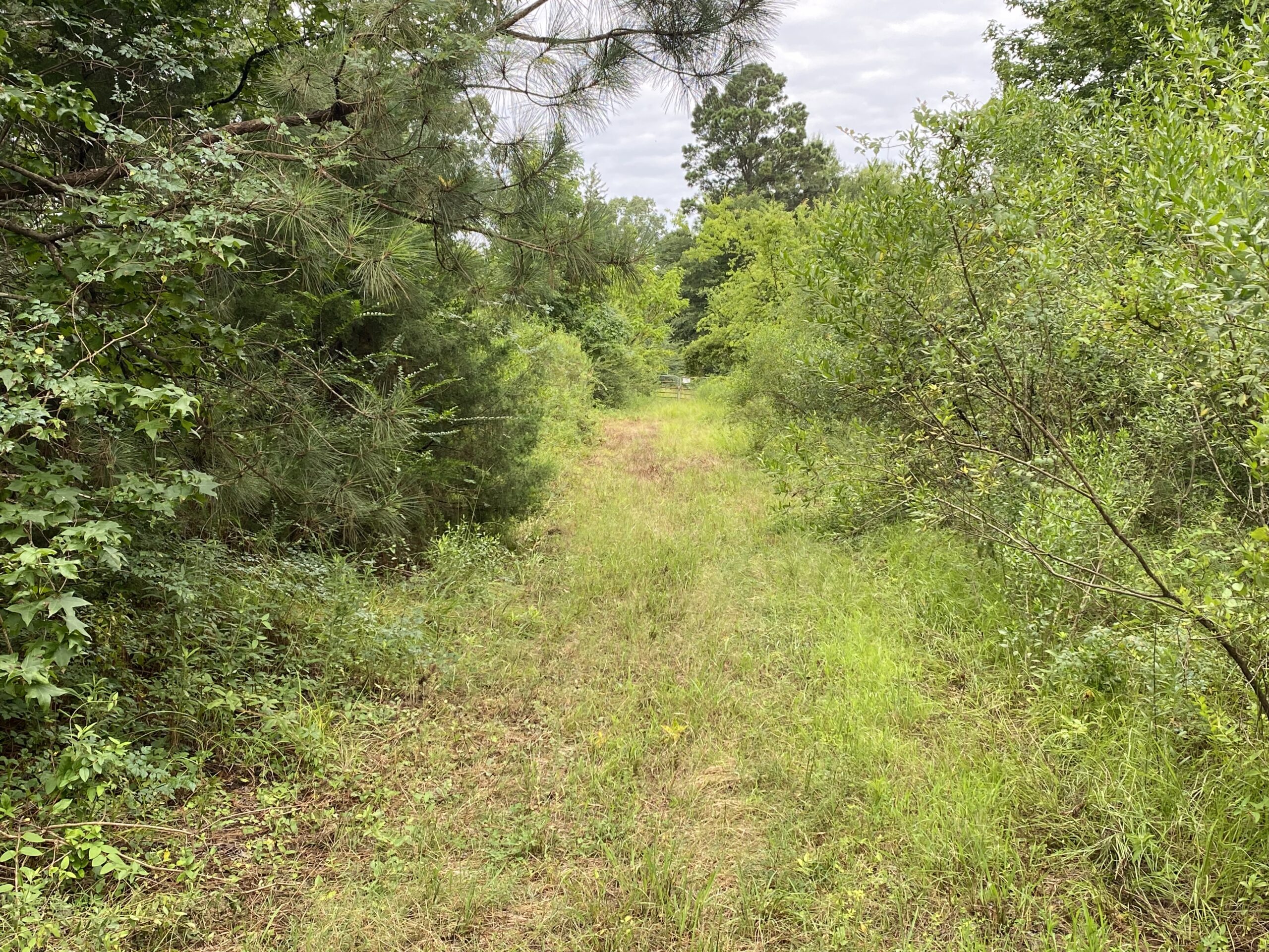 60 Acre Timber and Hunting Property for Sale in Elysian Fields ISD