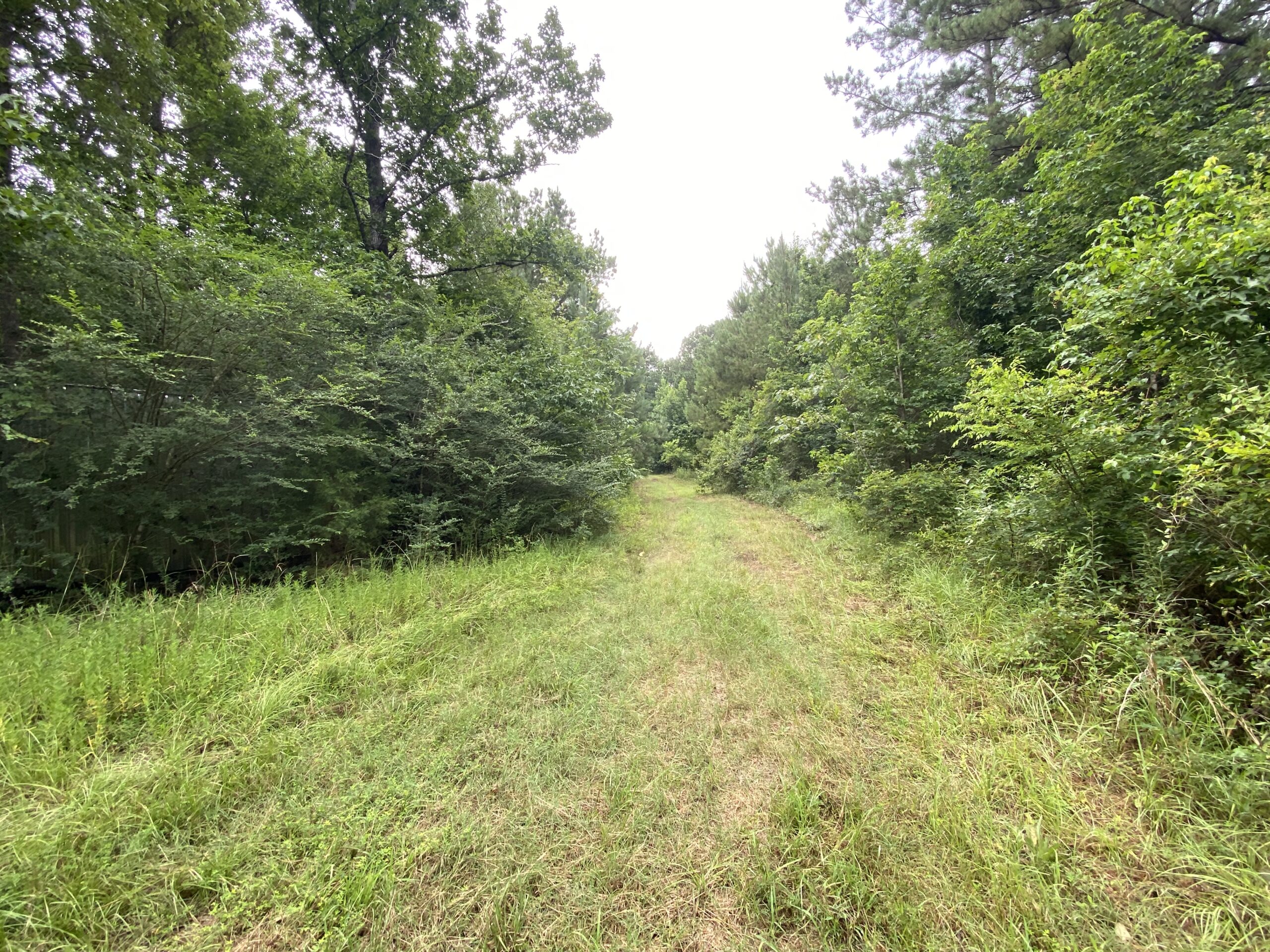 60 Acre Timber and Hunting Property for Sale in Elysian Fields ISD