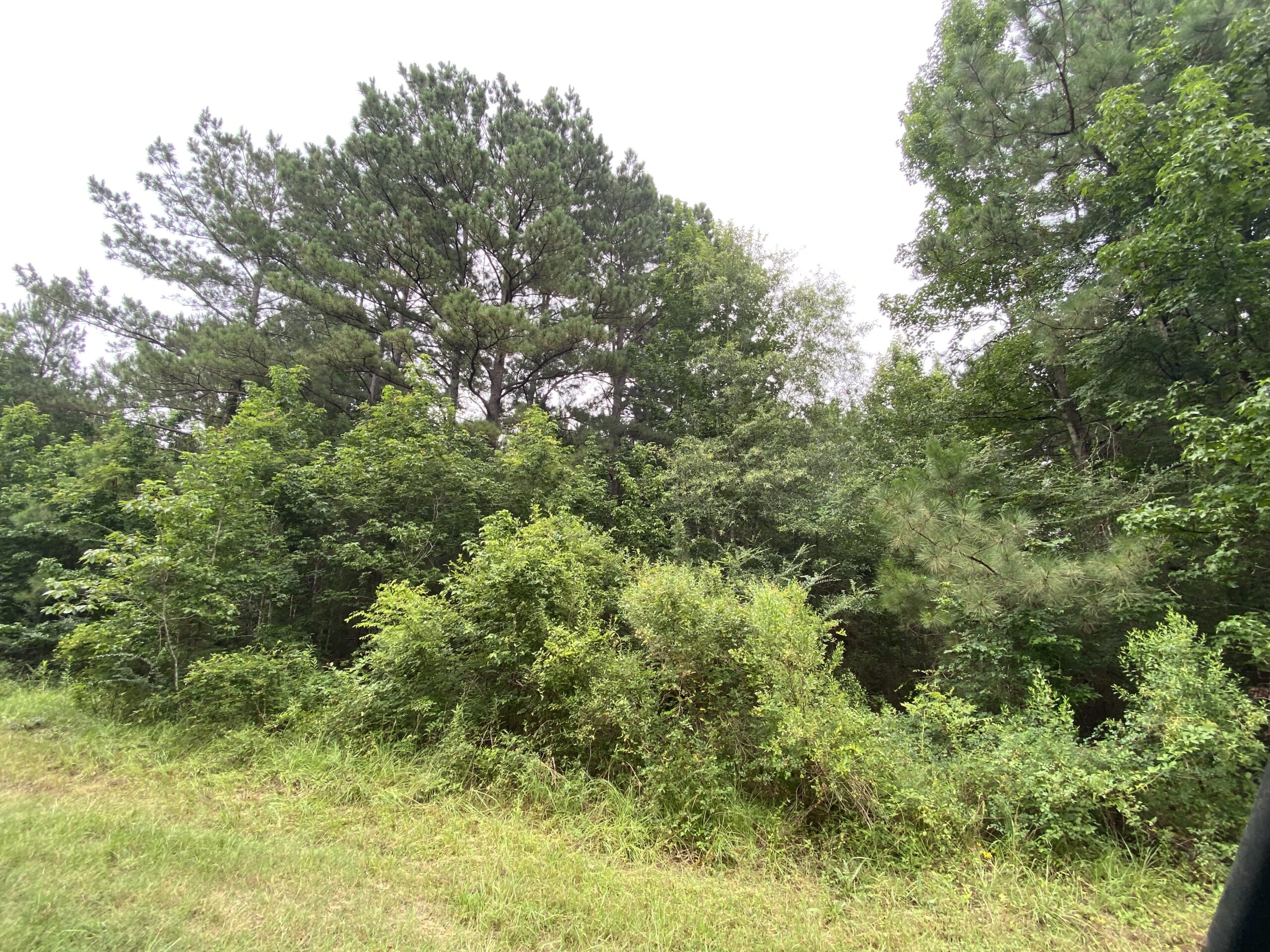 60 Acre Timber and Hunting Property for Sale in Elysian Fields ISD