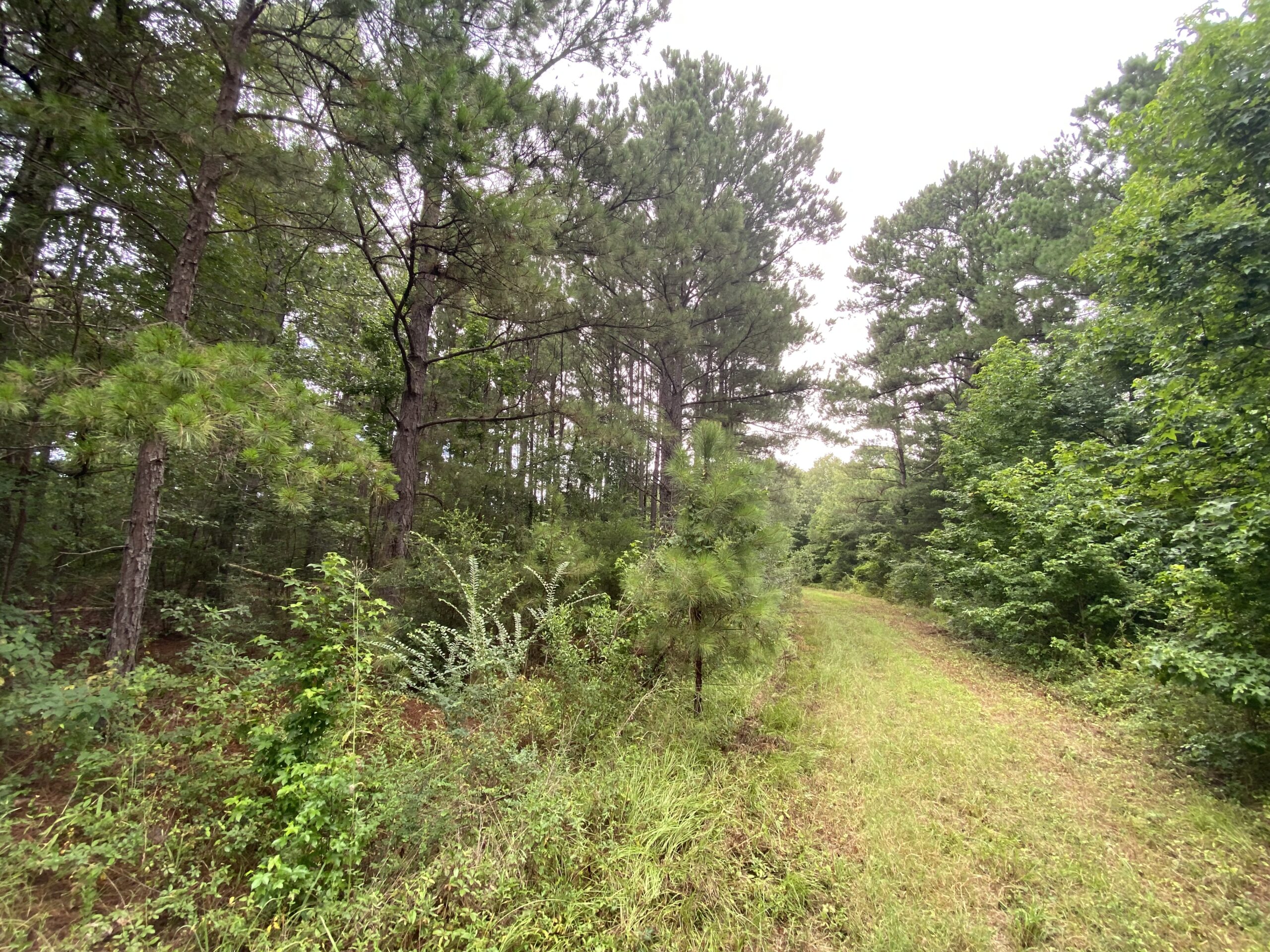 60 Acre Timber and Hunting Property for Sale in Elysian Fields ISD