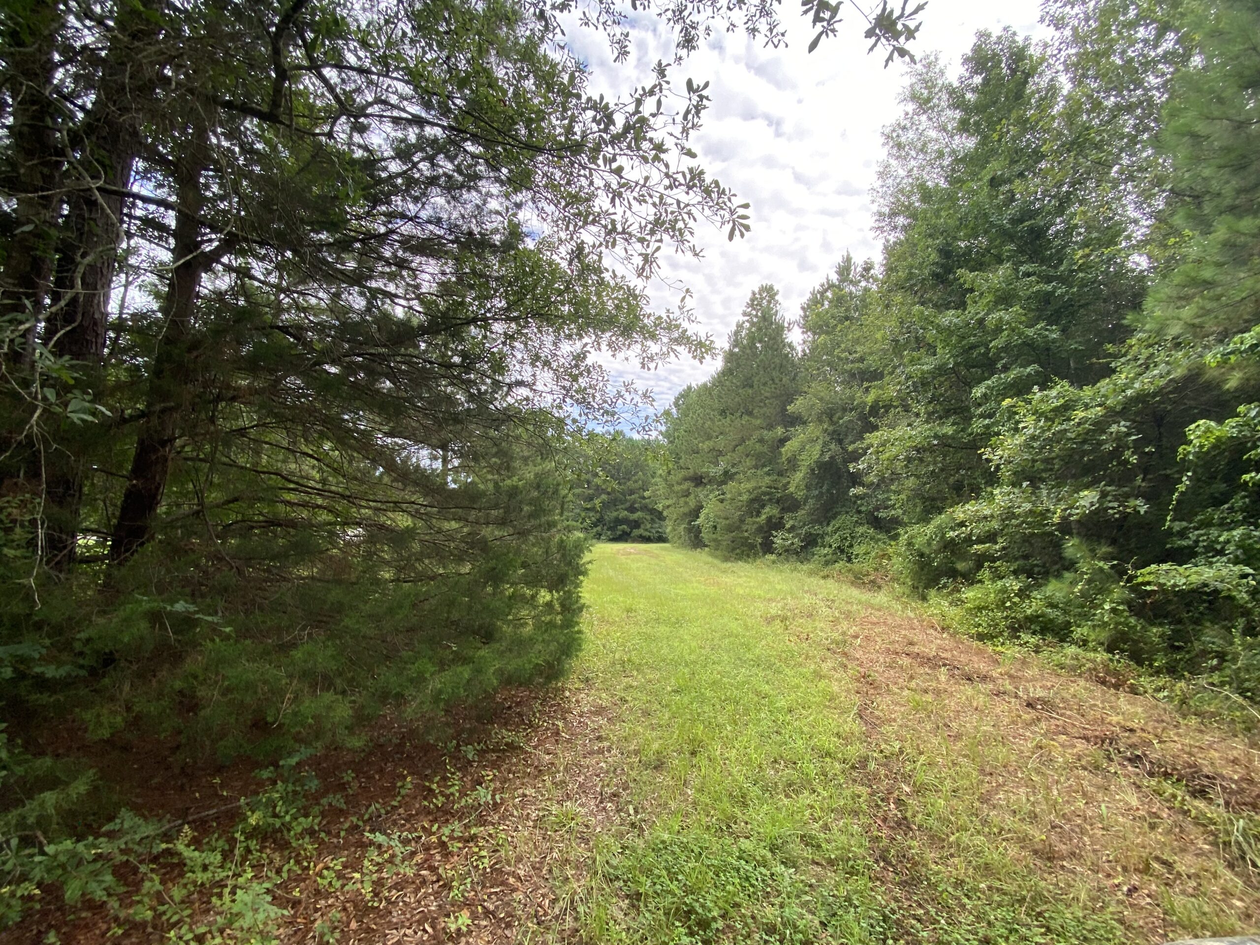 60 Acre Timber and Hunting Property for Sale in Elysian Fields ISD