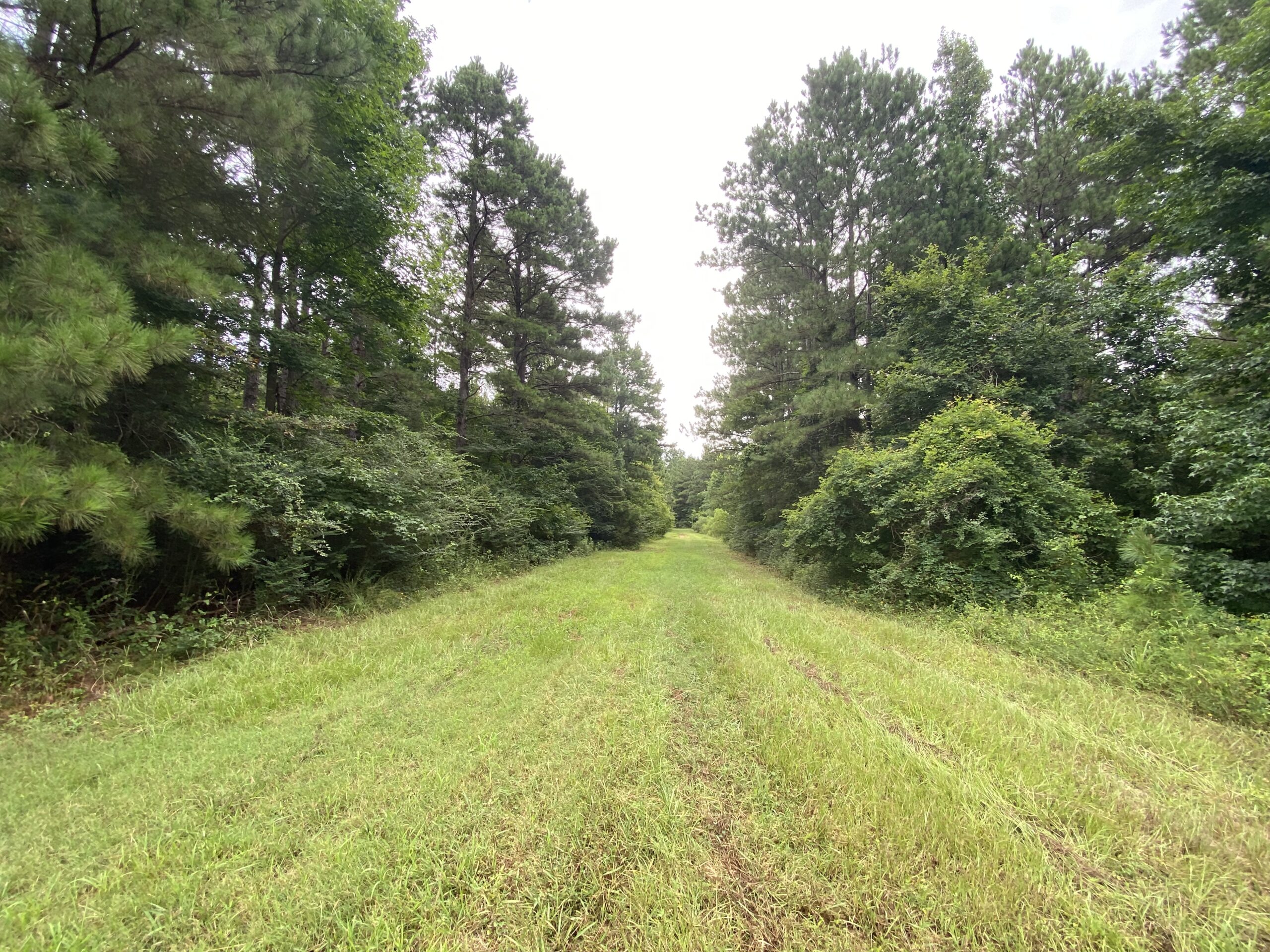 60 Acre Timber and Hunting Property for Sale in Elysian Fields ISD