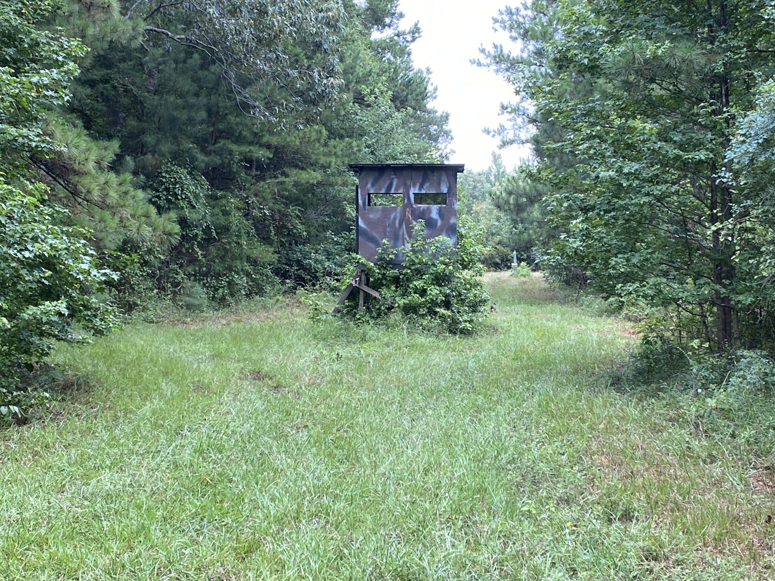 60 Acre Timber and Hunting Property for Sale in Elysian Fields ISD