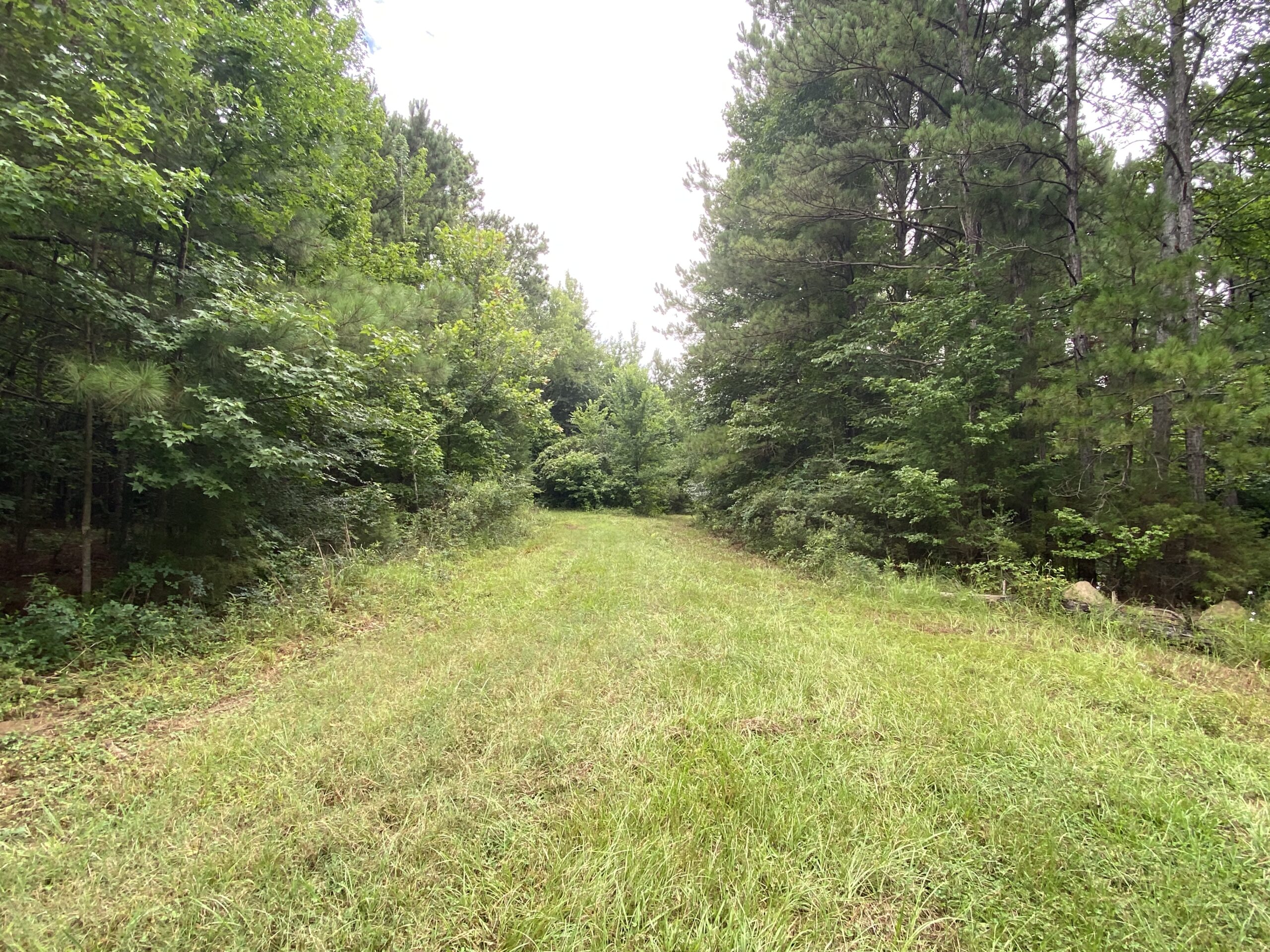 60 Acre Timber and Hunting Property for Sale in Elysian Fields ISD