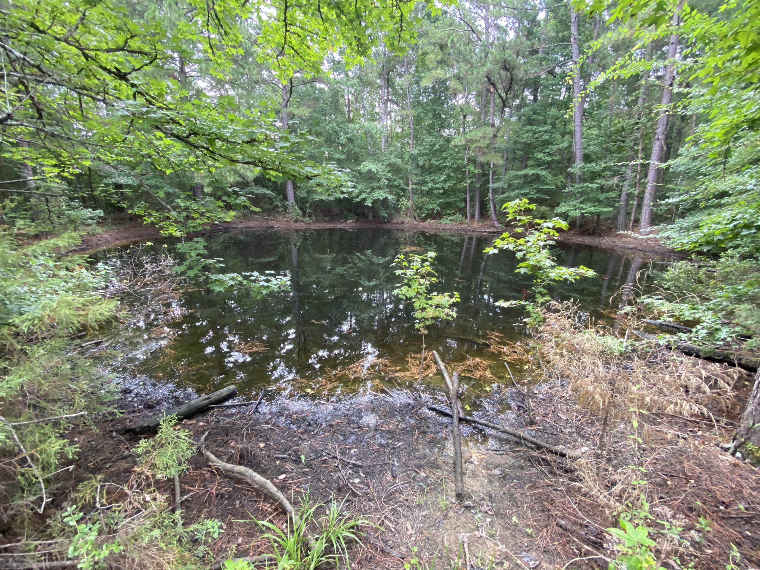 60 Acre Timber and Hunting Property for Sale in Elysian Fields ISD
