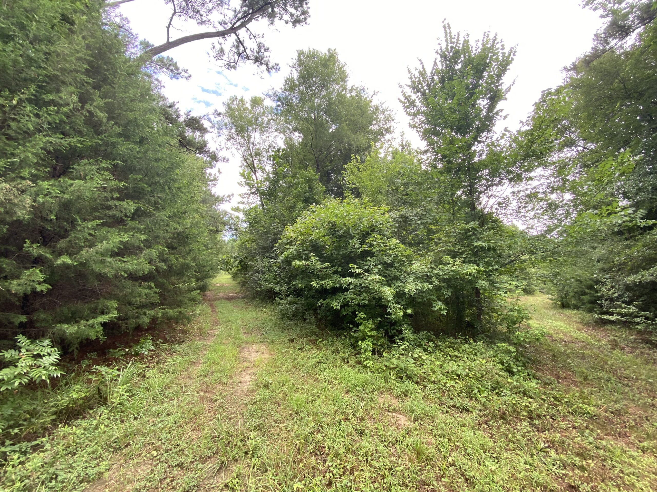 60 Acre Timber and Hunting Property for Sale in Elysian Fields ISD