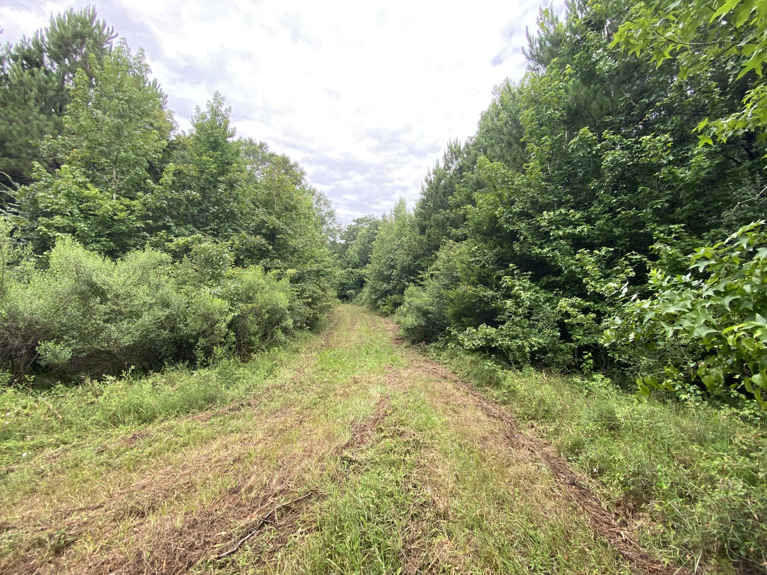 60 Acre Timber and Hunting Property for Sale in Elysian Fields ISD