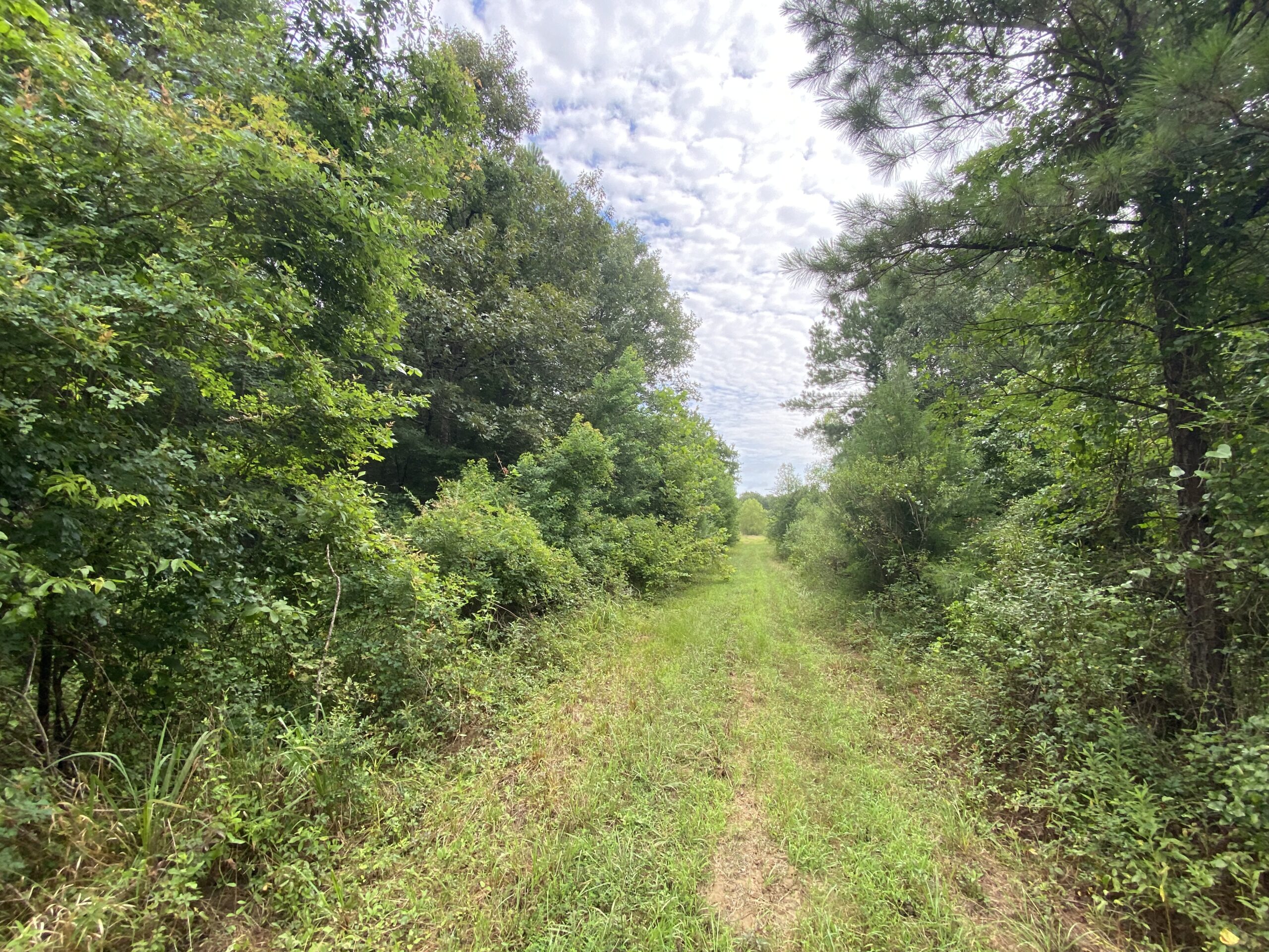 60 Acre Timber and Hunting Property for Sale in Elysian Fields ISD