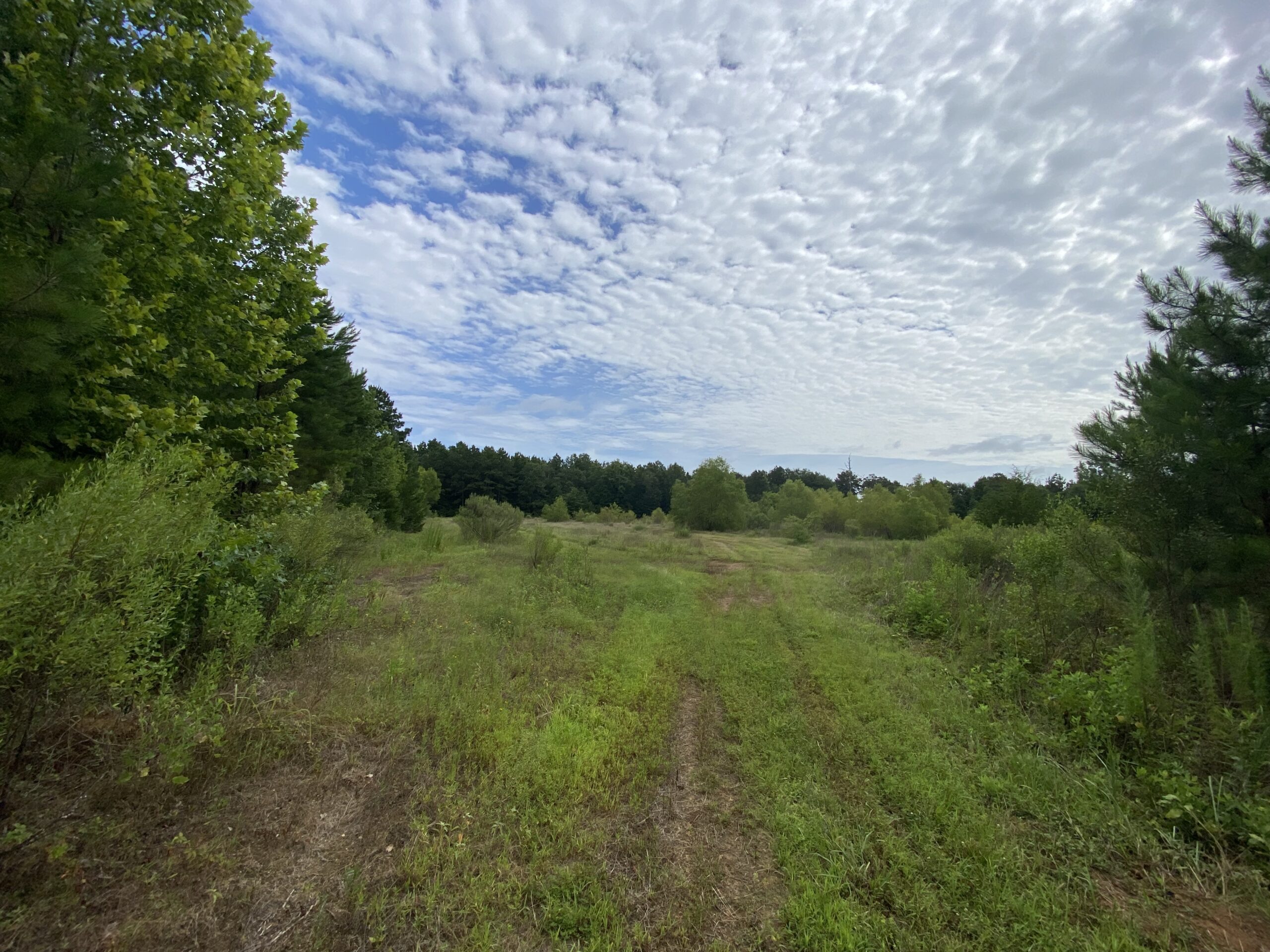 60 Acre Timber and Hunting Property for Sale in Elysian Fields ISD
