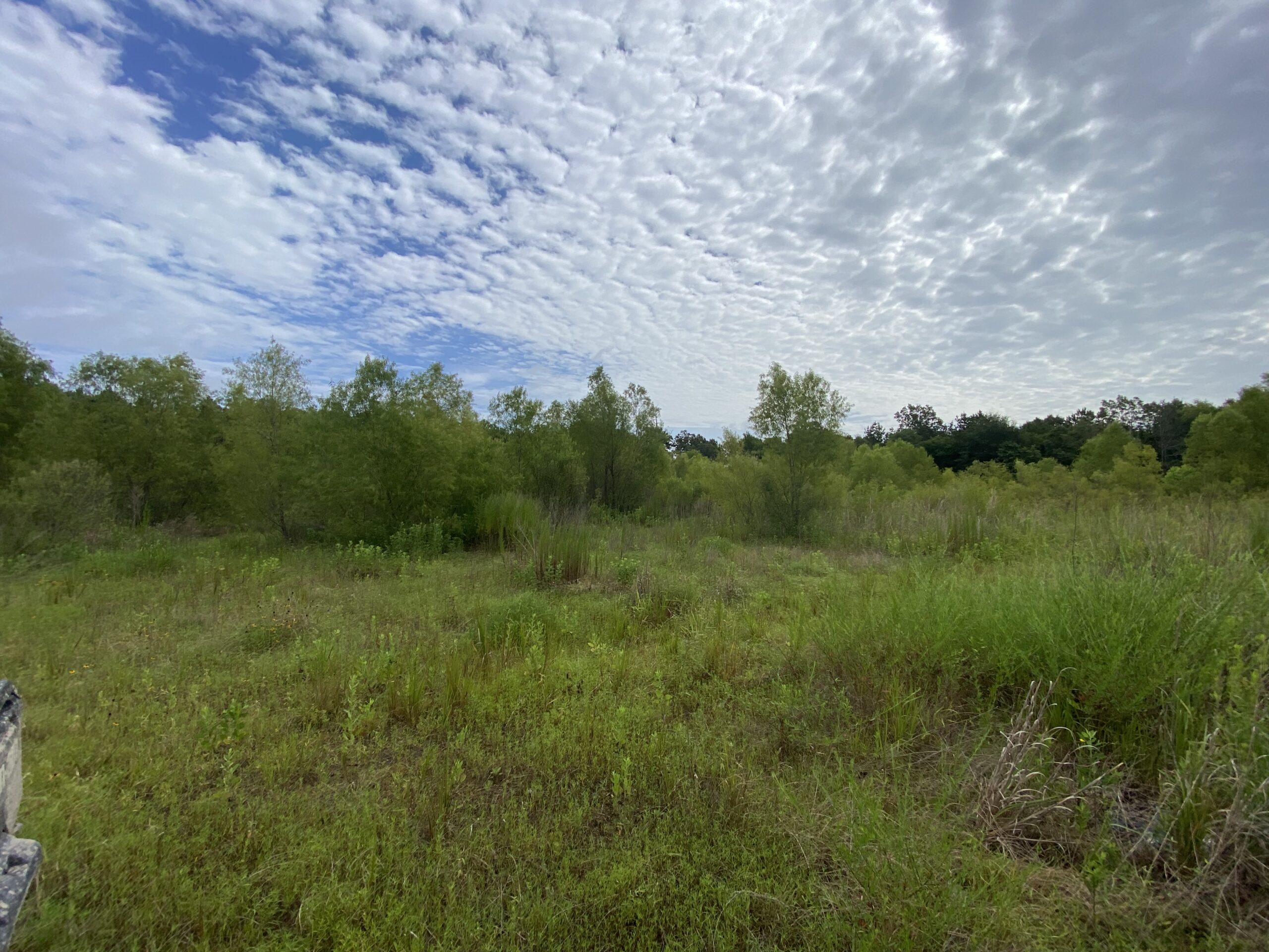 60 Acre Timber and Hunting Property for Sale in Elysian Fields ISD