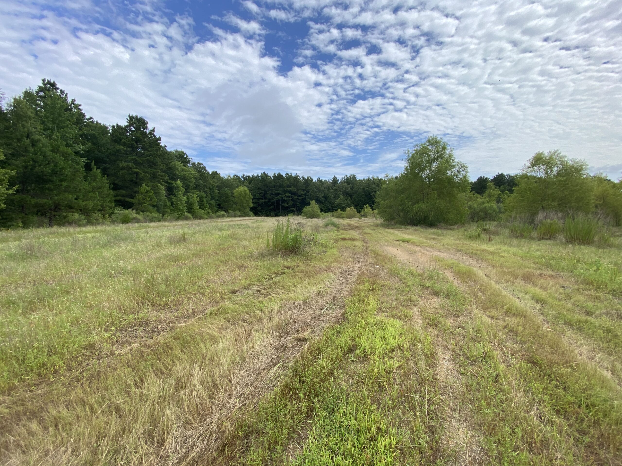 60 Acre Timber and Hunting Property for Sale in Elysian Fields ISD