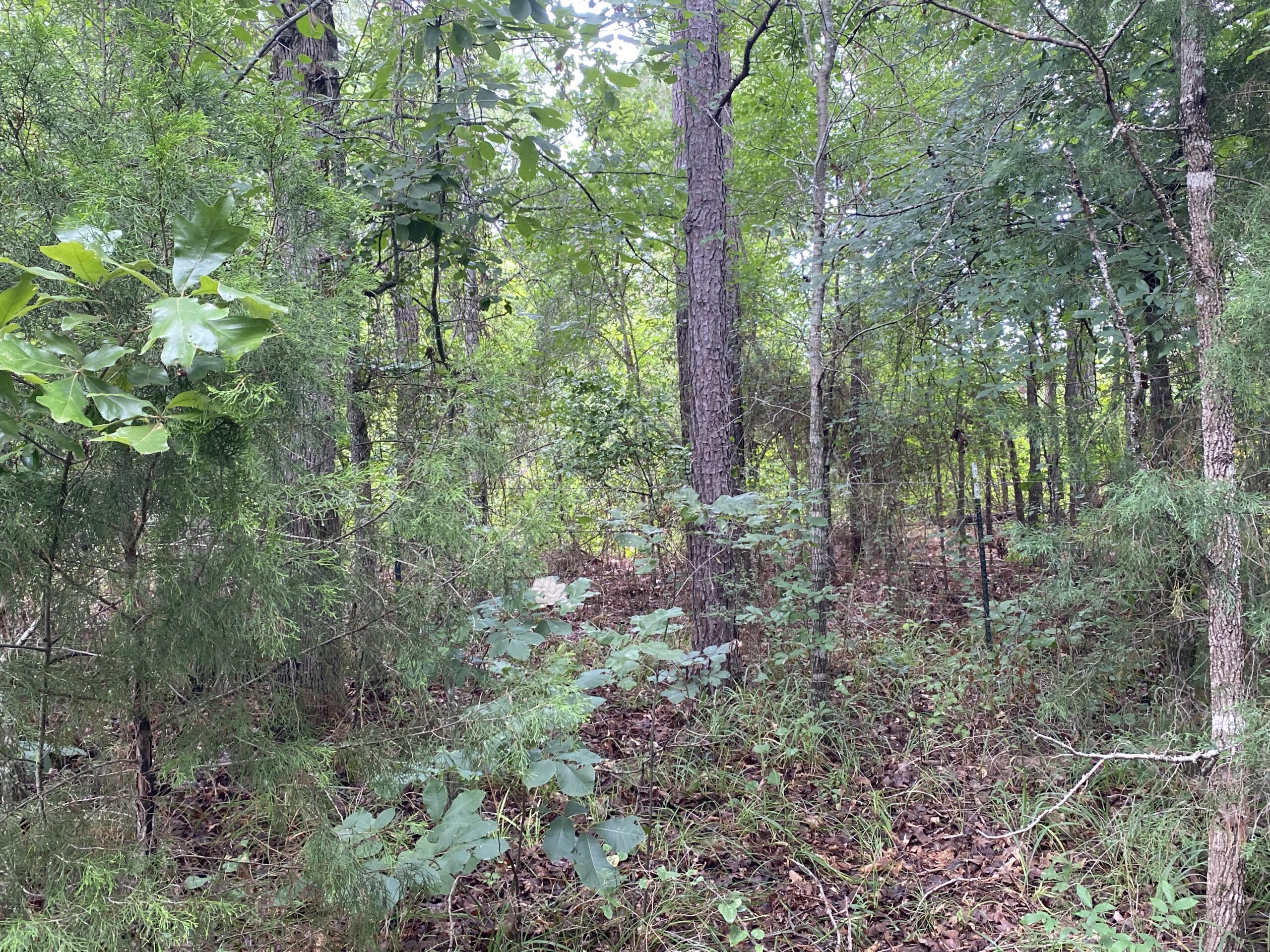 60 Acre Timber and Hunting Property for Sale in Elysian Fields ISD
