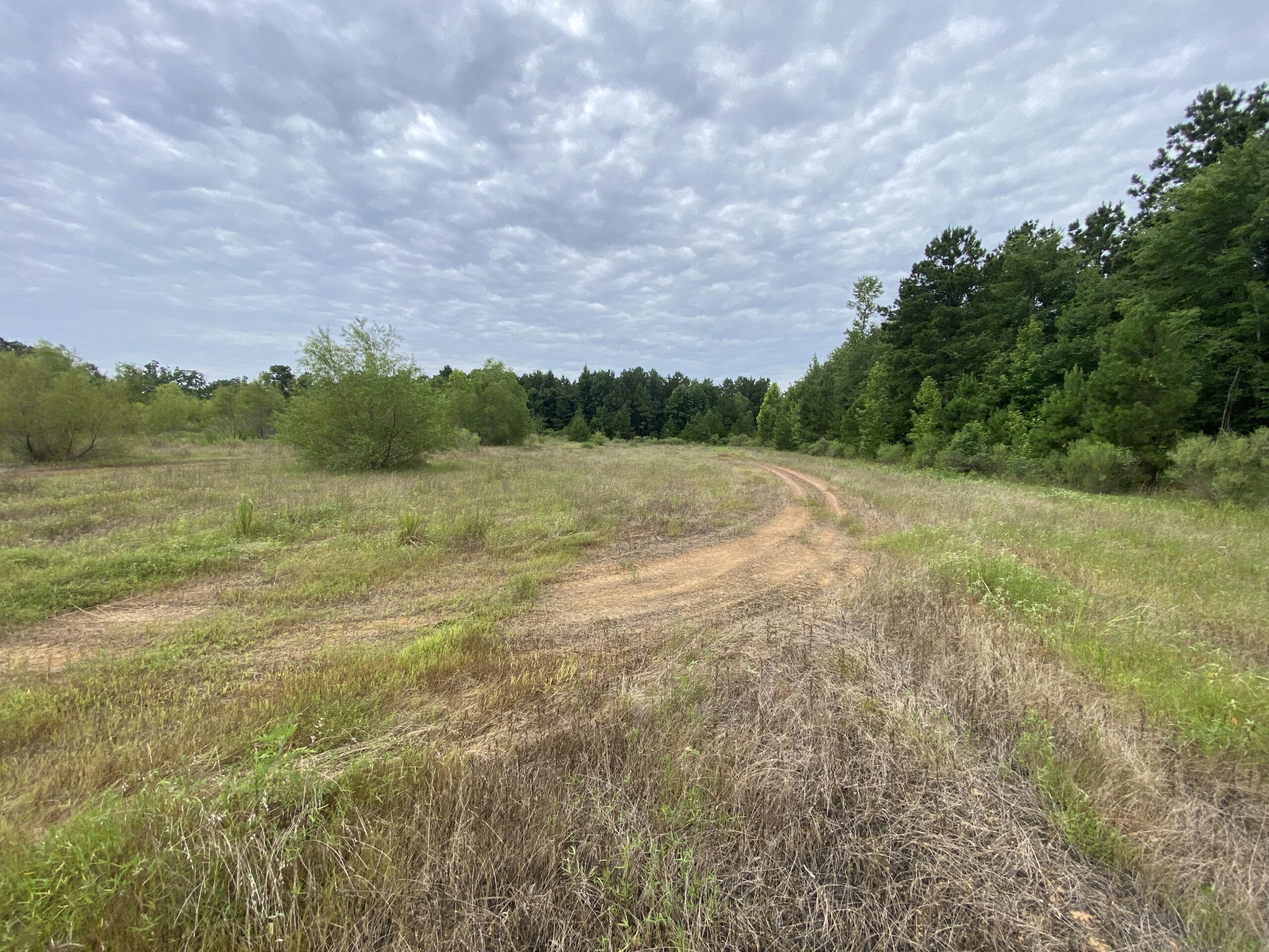 60 Acre Timber and Hunting Property for Sale in Elysian Fields ISD