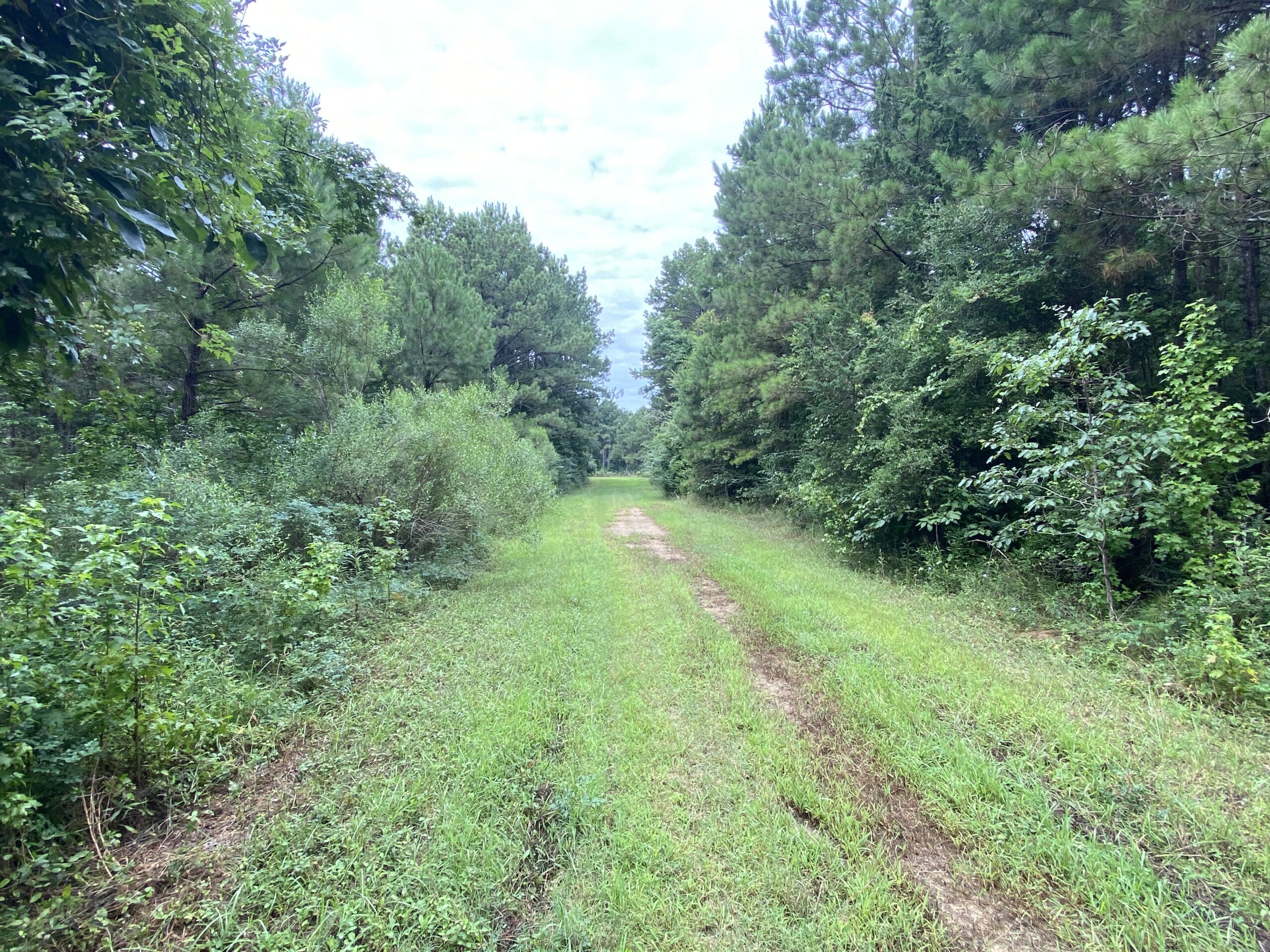 60 Acre Timber and Hunting Property for Sale in Elysian Fields ISD