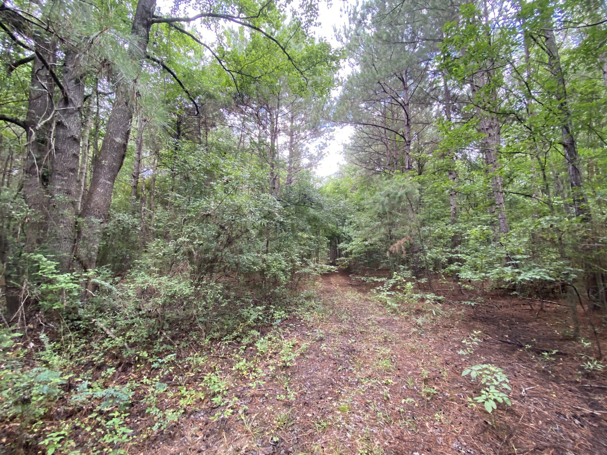 60 Acre Timber and Hunting Property for Sale in Elysian Fields ISD