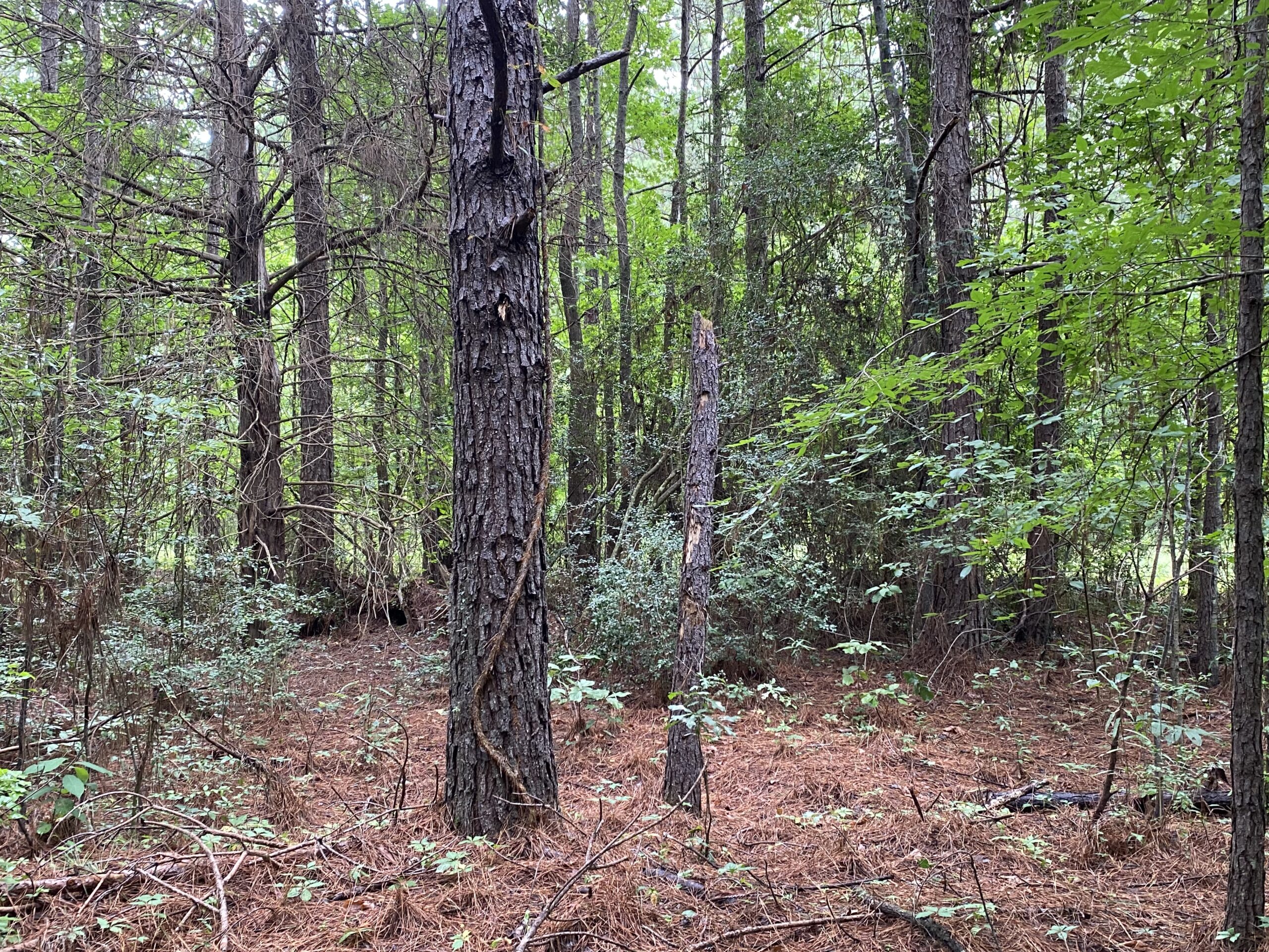 60 Acre Timber and Hunting Property for Sale in Elysian Fields ISD