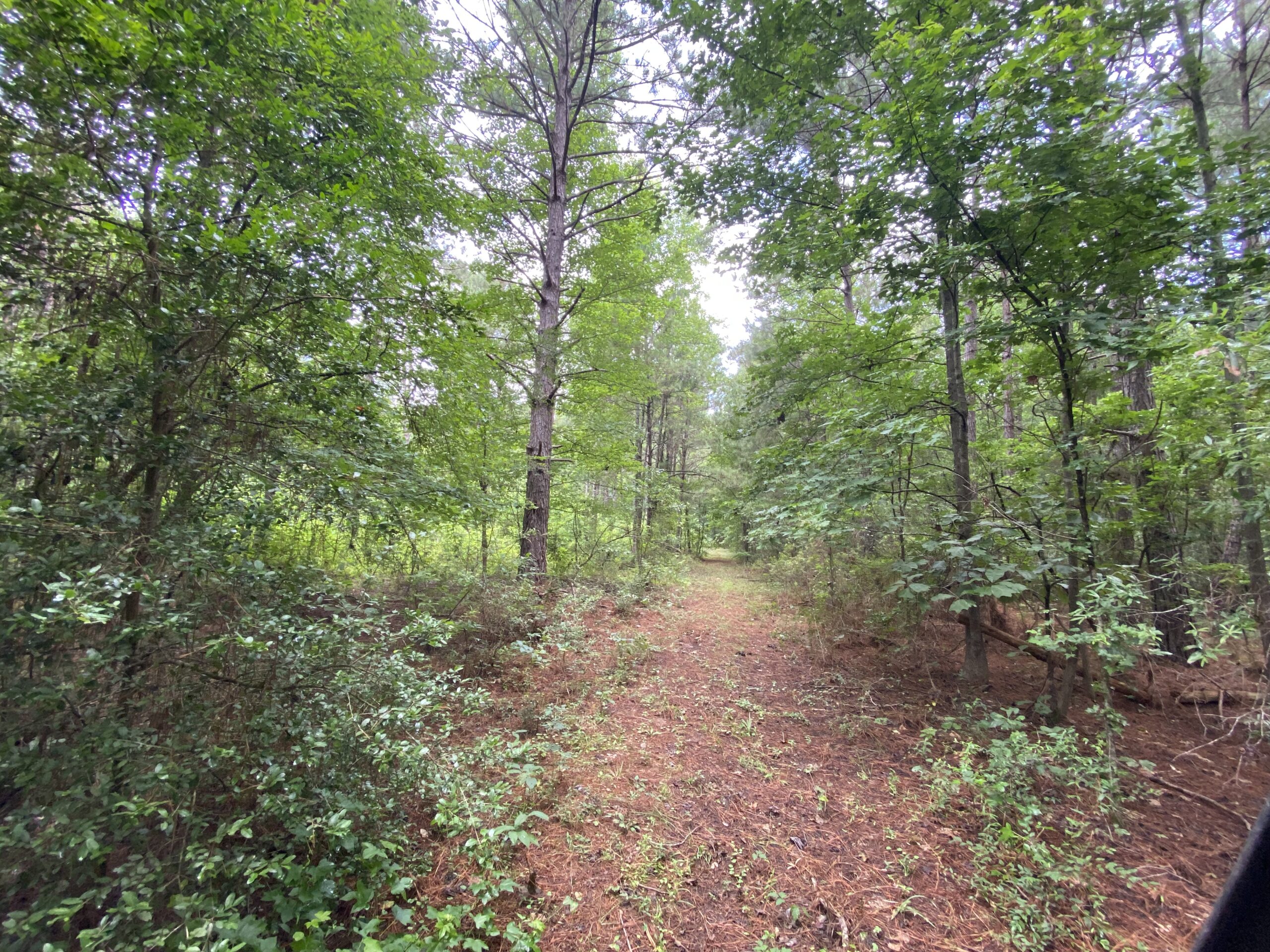 60 Acre Timber and Hunting Property for Sale in Elysian Fields ISD