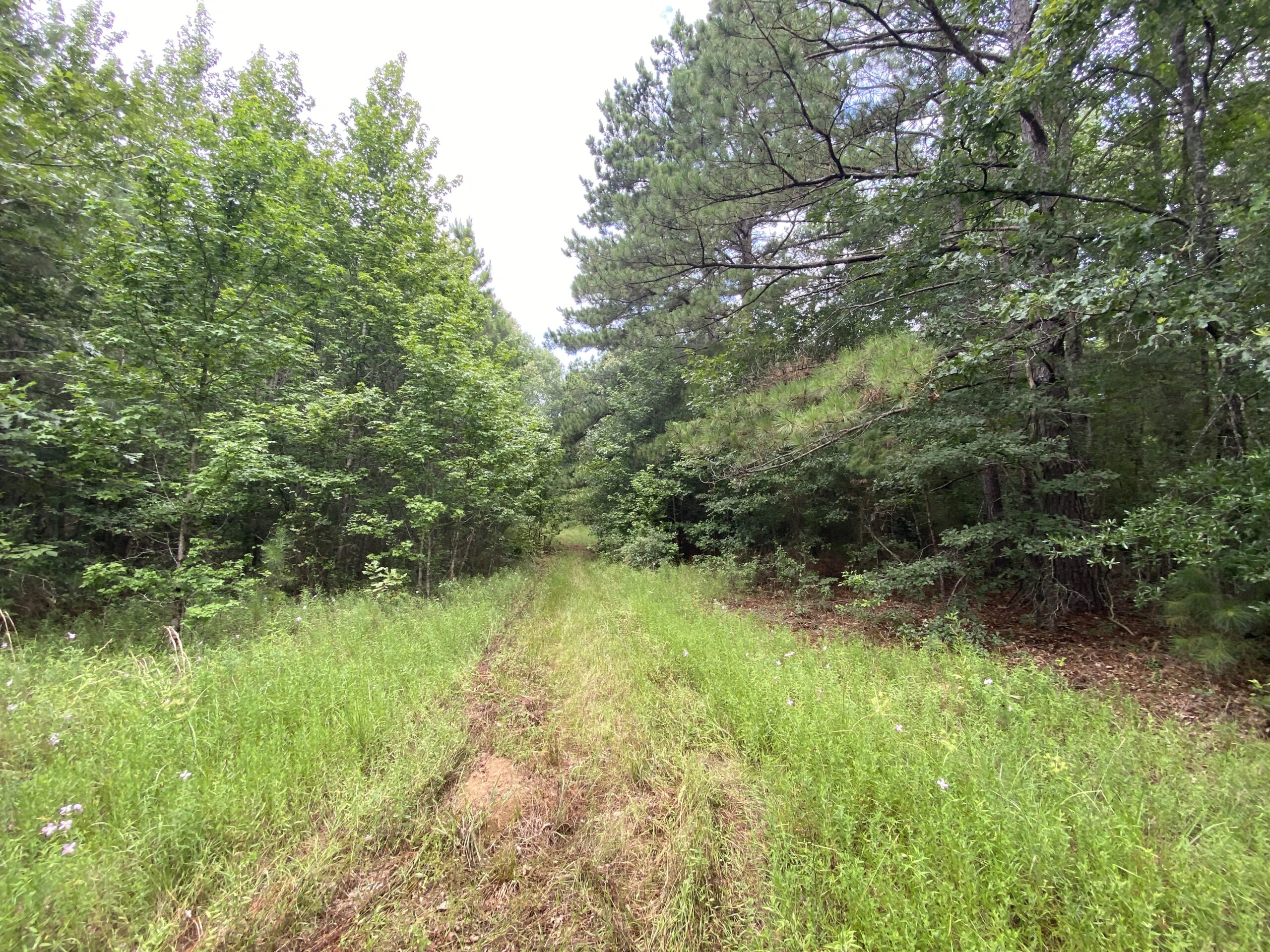 60 Acre Timber and Hunting Property for Sale in Elysian Fields ISD