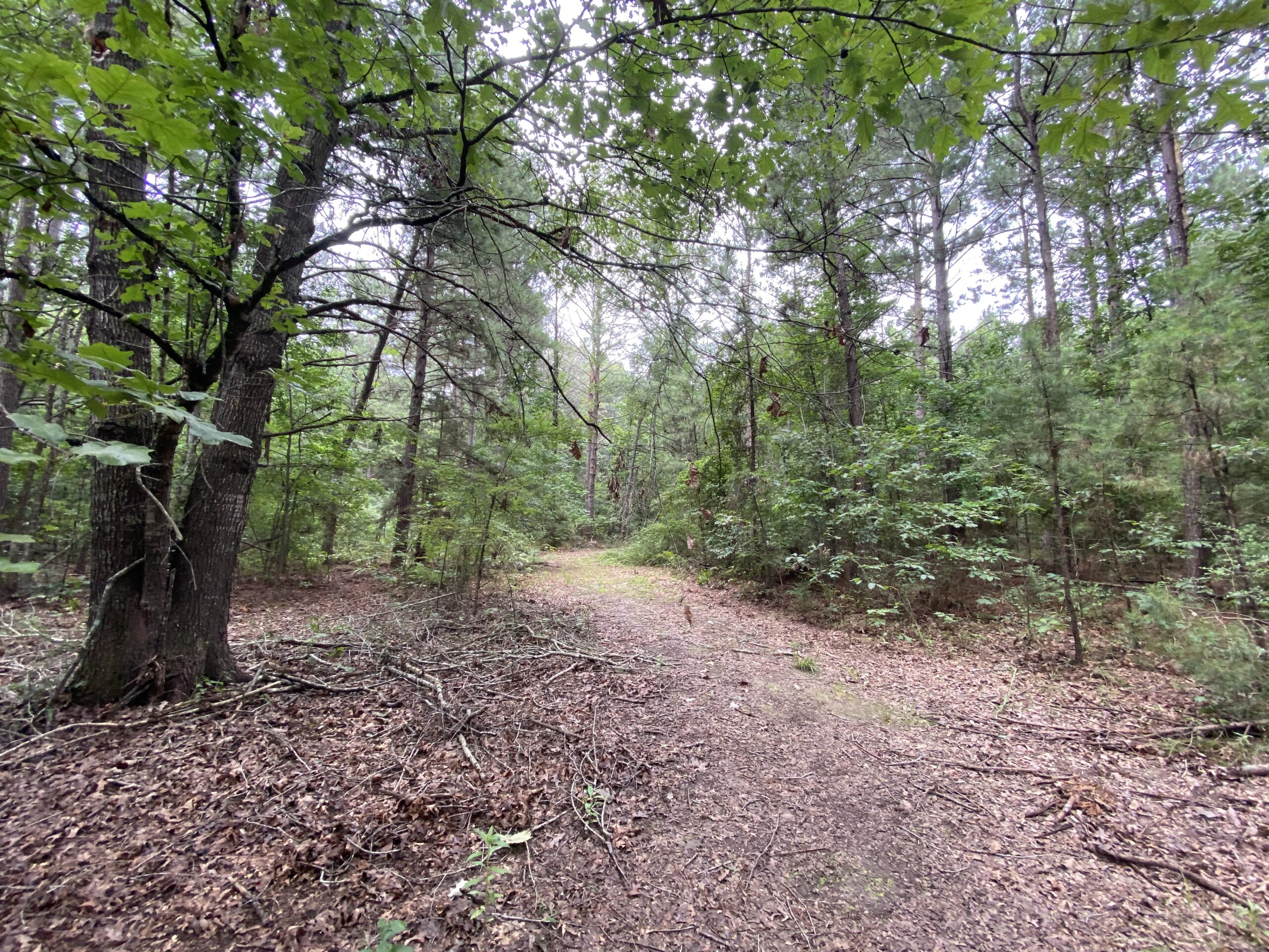 60 Acre Timber and Hunting Property for Sale in Elysian Fields ISD