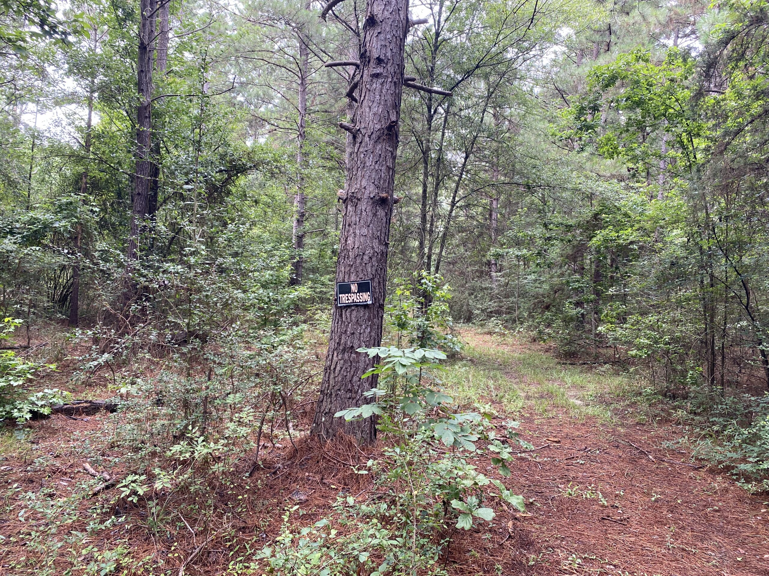 60 Acre Timber and Hunting Property for Sale in Elysian Fields ISD