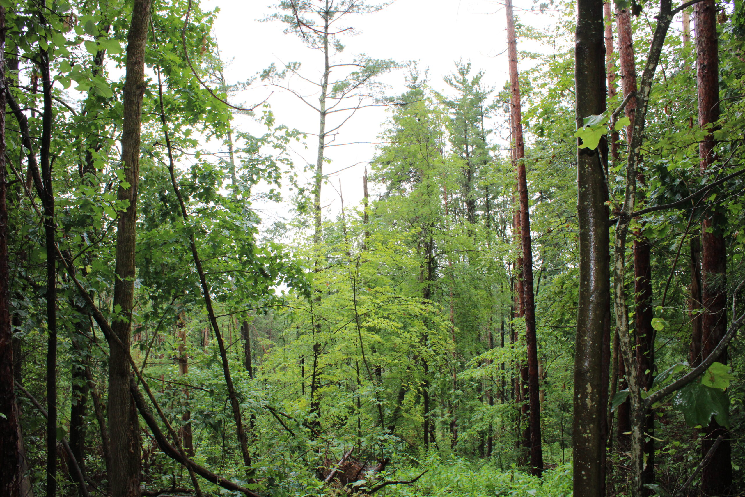 115 Acres Hunting Land with Cabin in Monroe County, OH