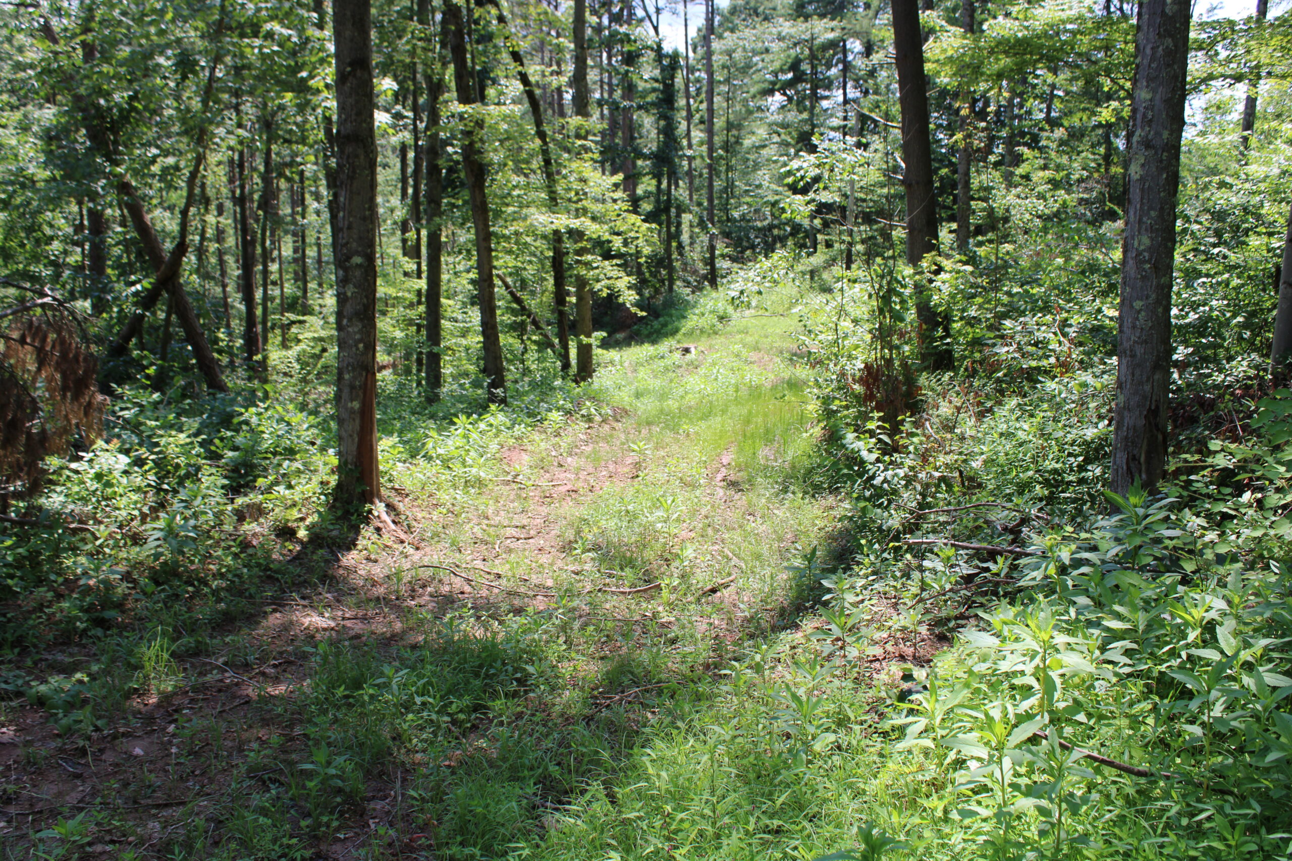 115 Acres Hunting Land with Cabin in Monroe County, OH