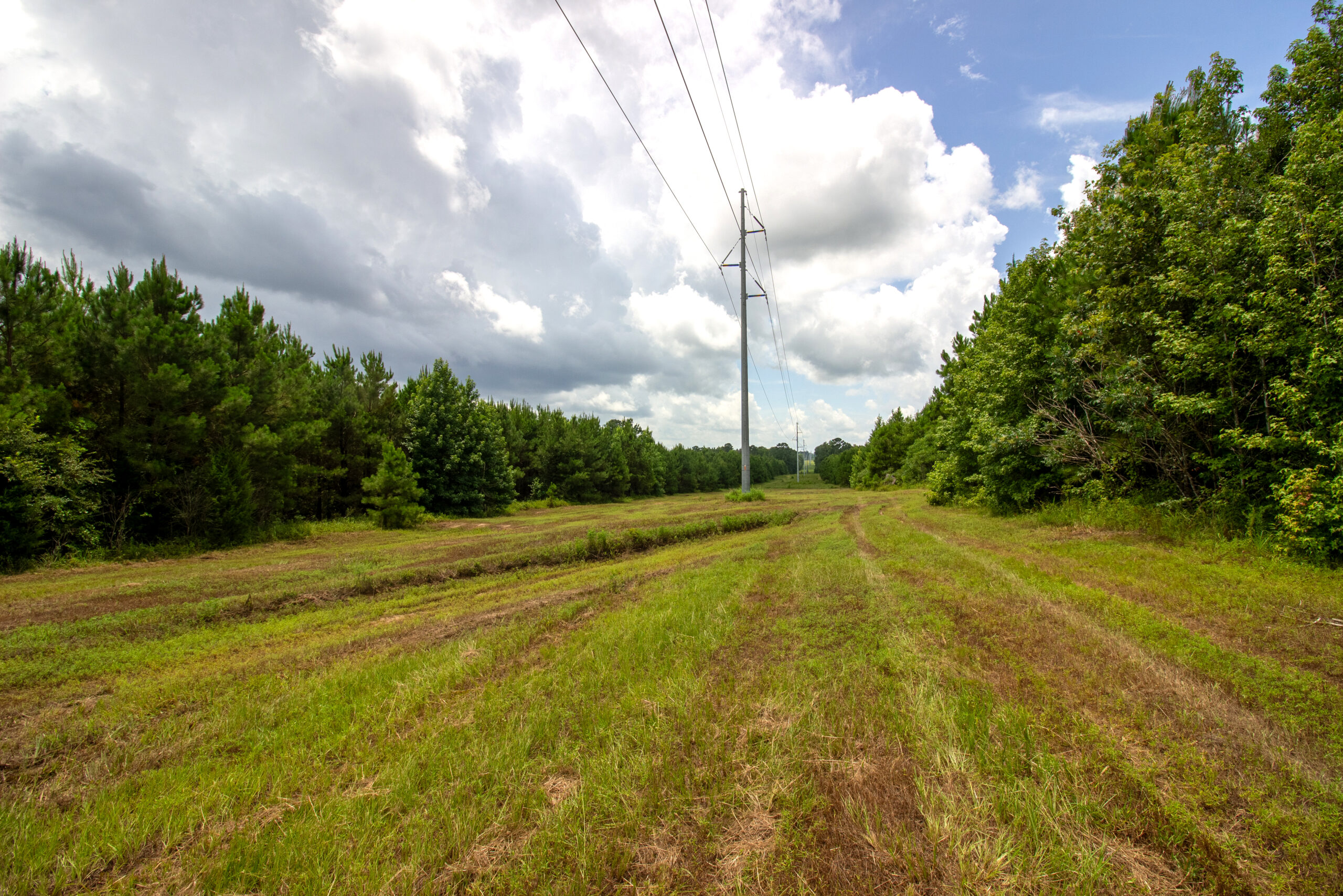 Reed Ranch – East Texas Hunting & Timber Property