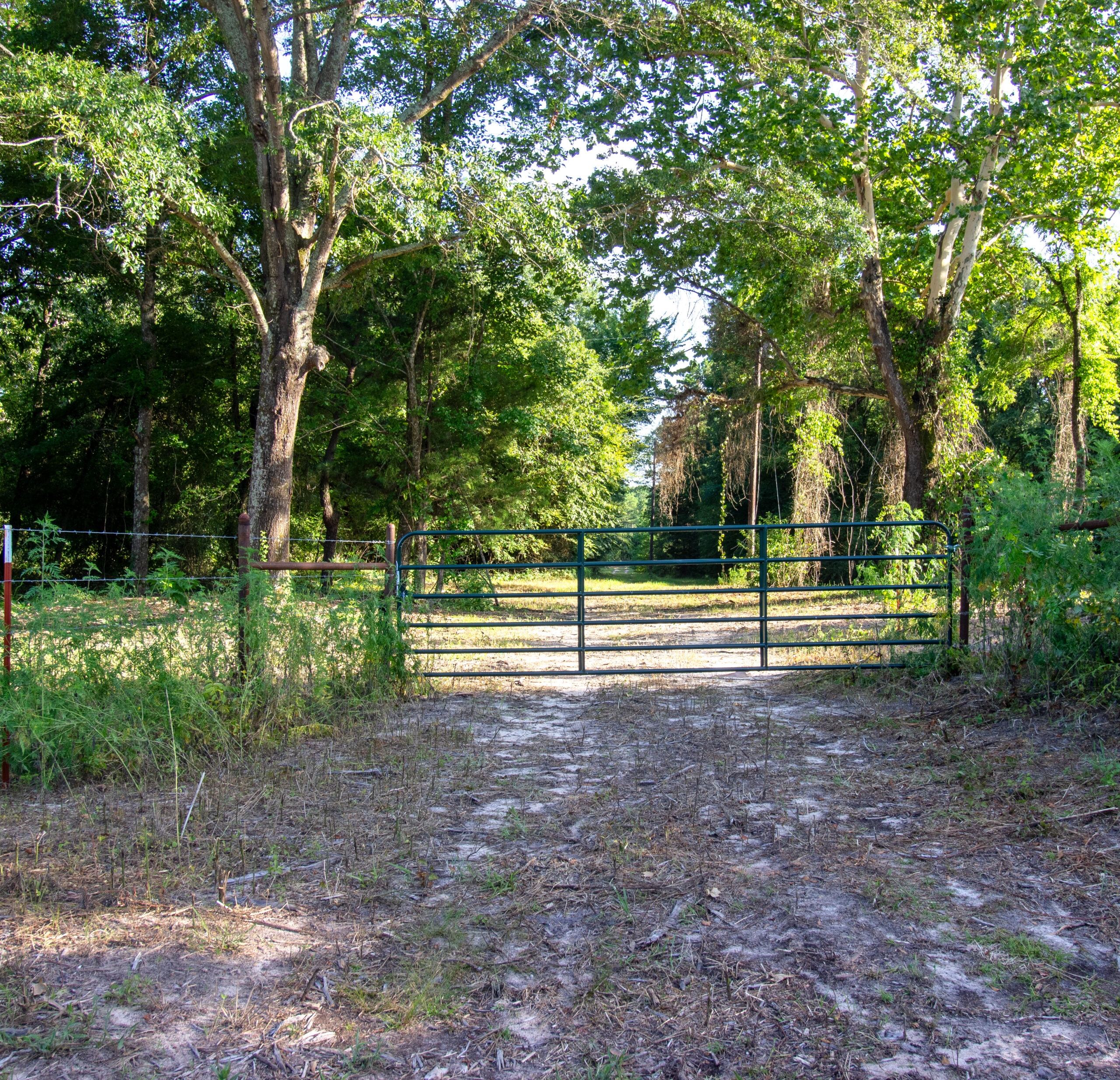 Reed Ranch – East Texas Hunting & Timber Property