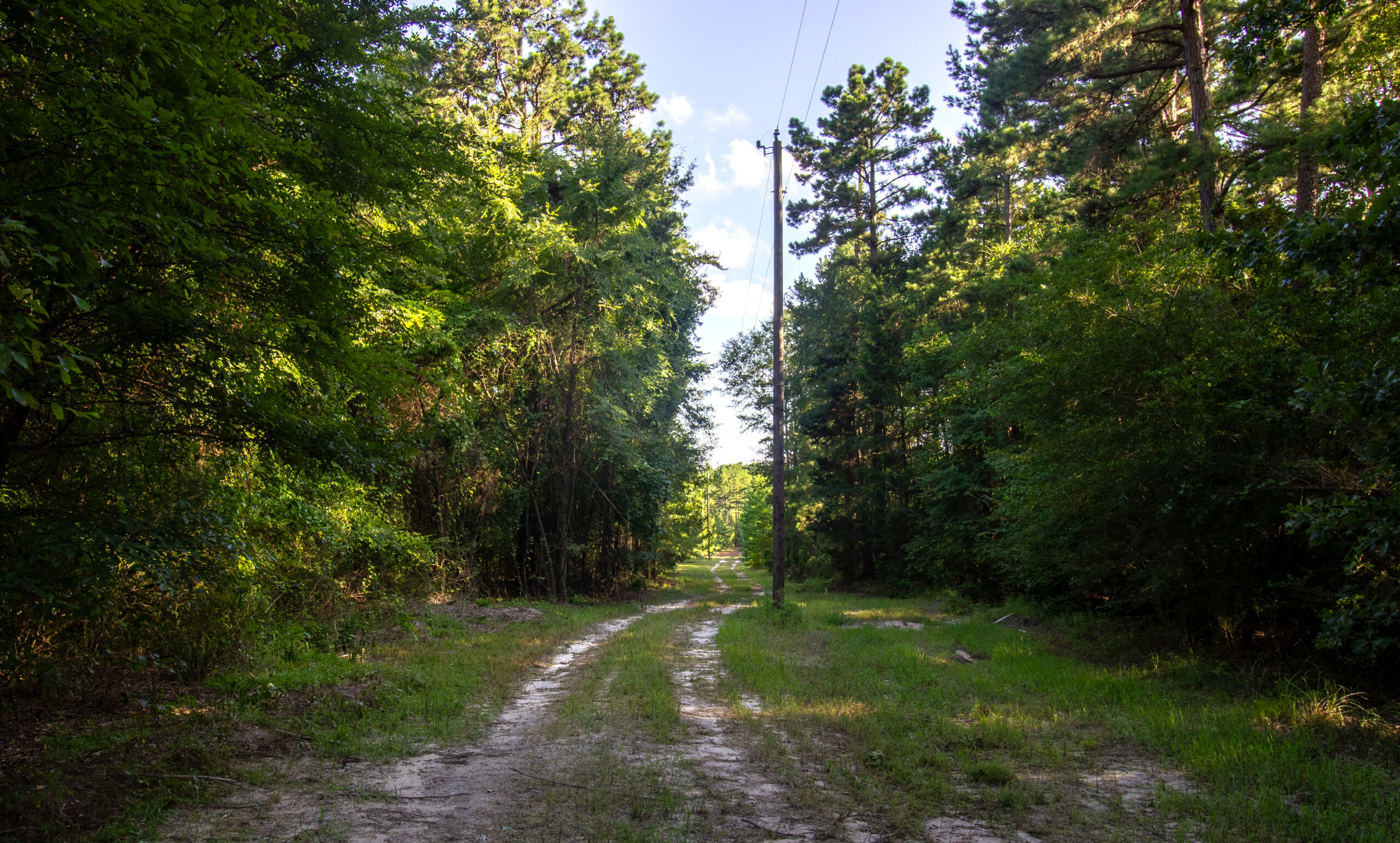 Reed Ranch – East Texas Hunting & Timber Property