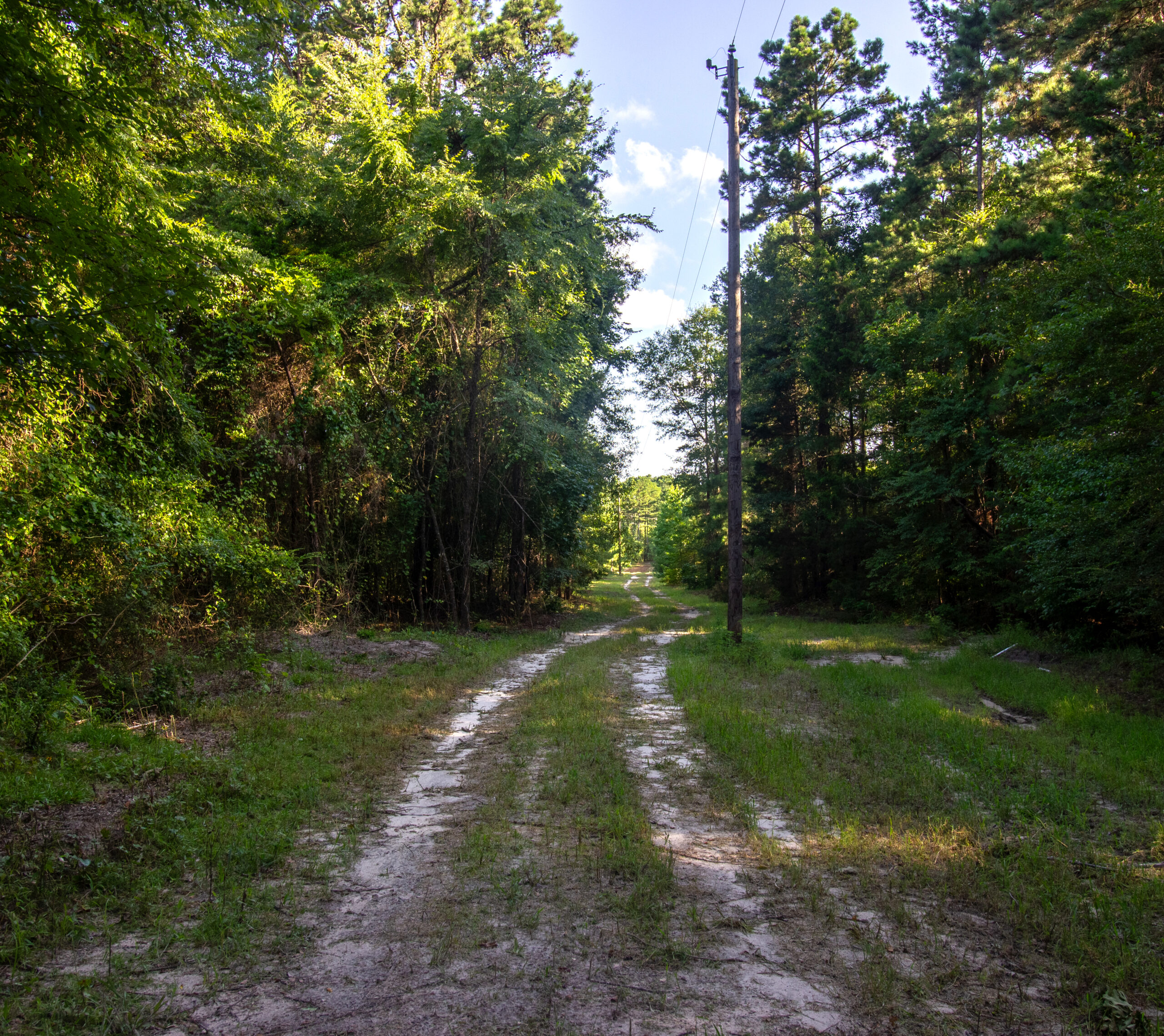 Reed Ranch – East Texas Hunting & Timber Property