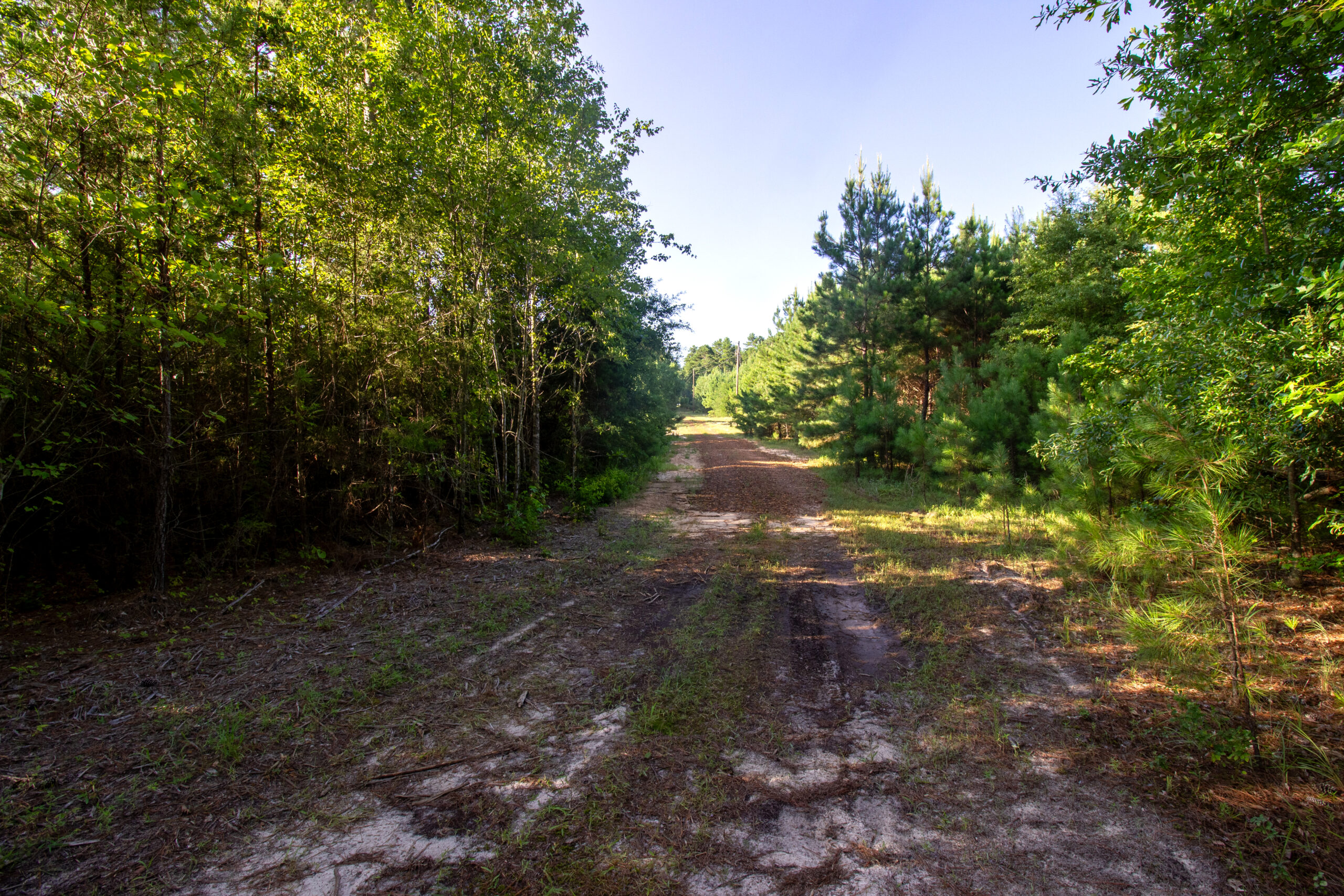 Reed Ranch – East Texas Hunting & Timber Property