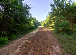 Reed Ranch – East Texas Hunting & Timber Property