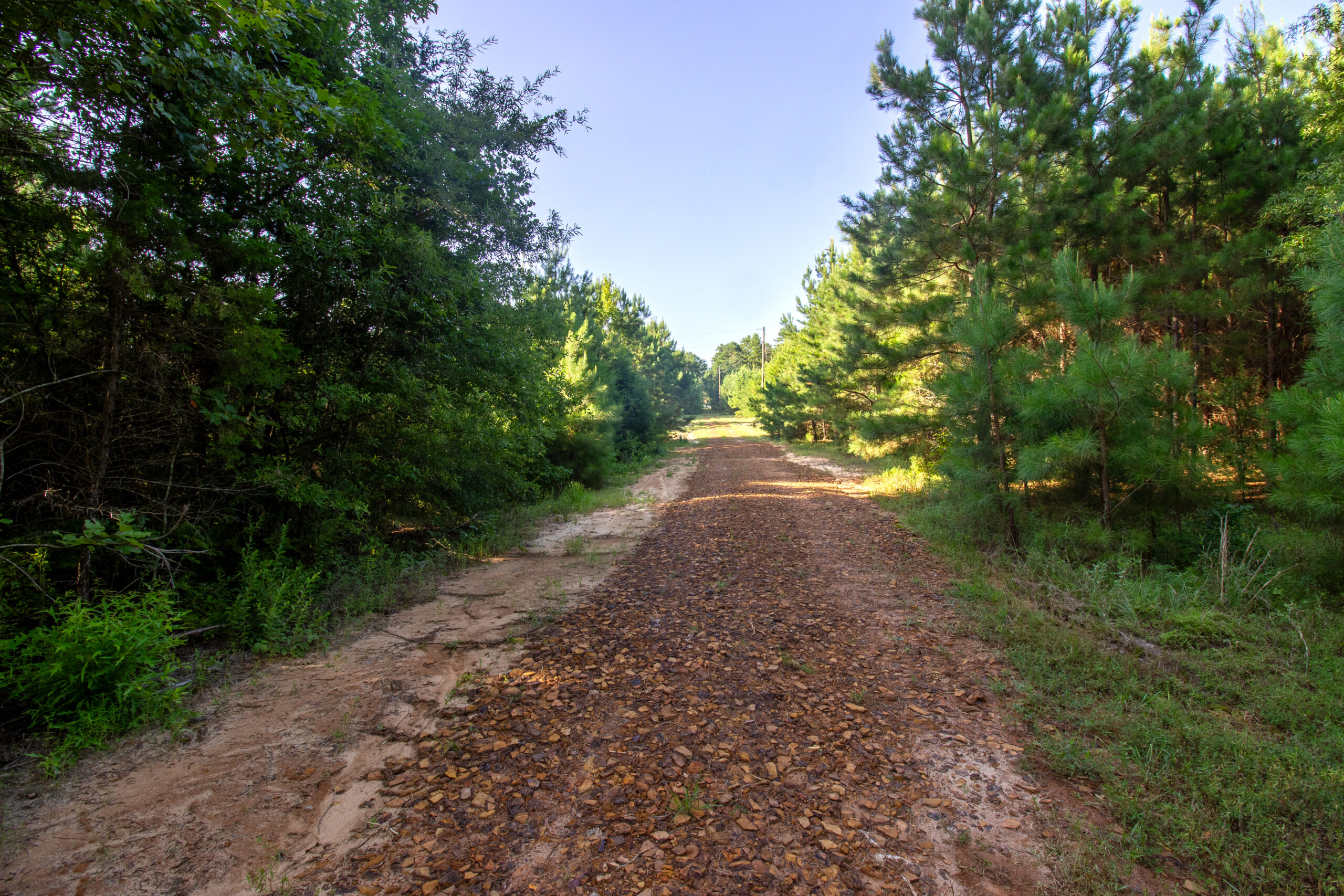 Reed Ranch – East Texas Hunting & Timber Property