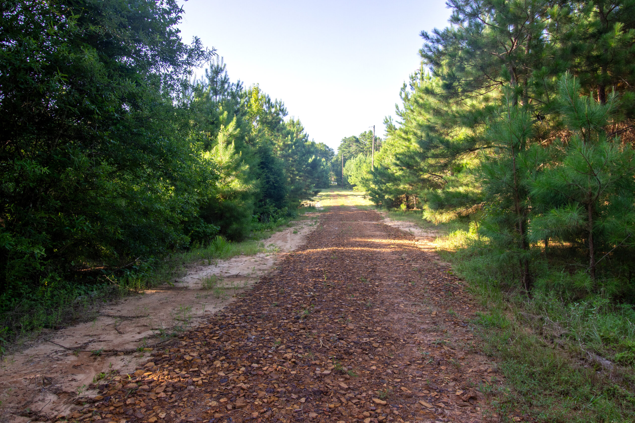 Reed Ranch – East Texas Hunting & Timber Property