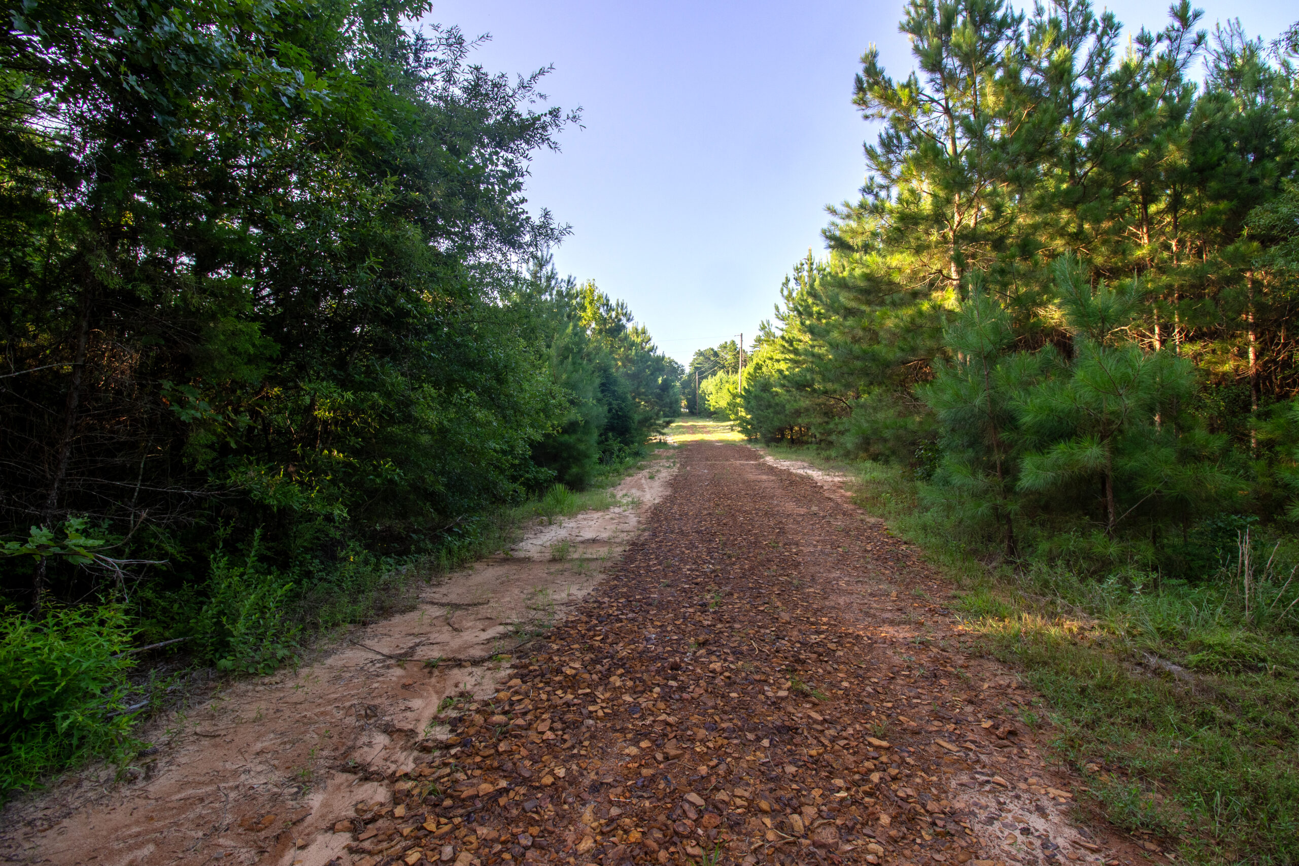 Reed Ranch – East Texas Hunting & Timber Property