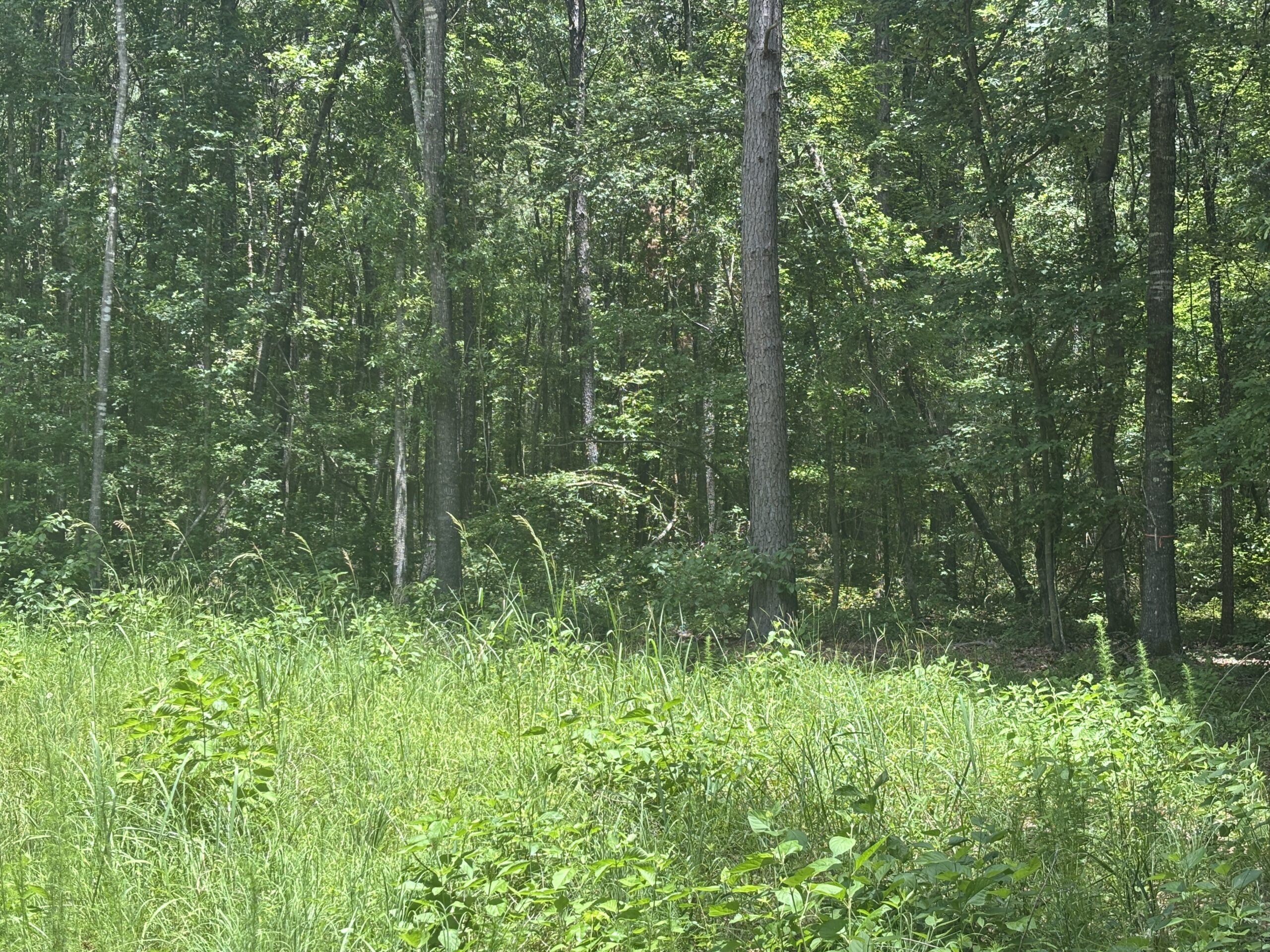 East Texas Land for Sale – ±7 Acres for Homesite or Hunting