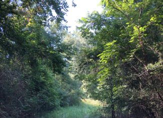 East Texas Hunting/Recreational Land For Sale