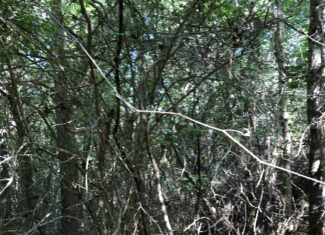 East Texas Hunting/Recreational Land For Sale
