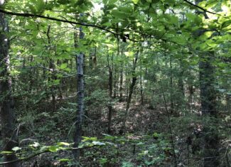 East Texas Hunting/Recreational Land For Sale