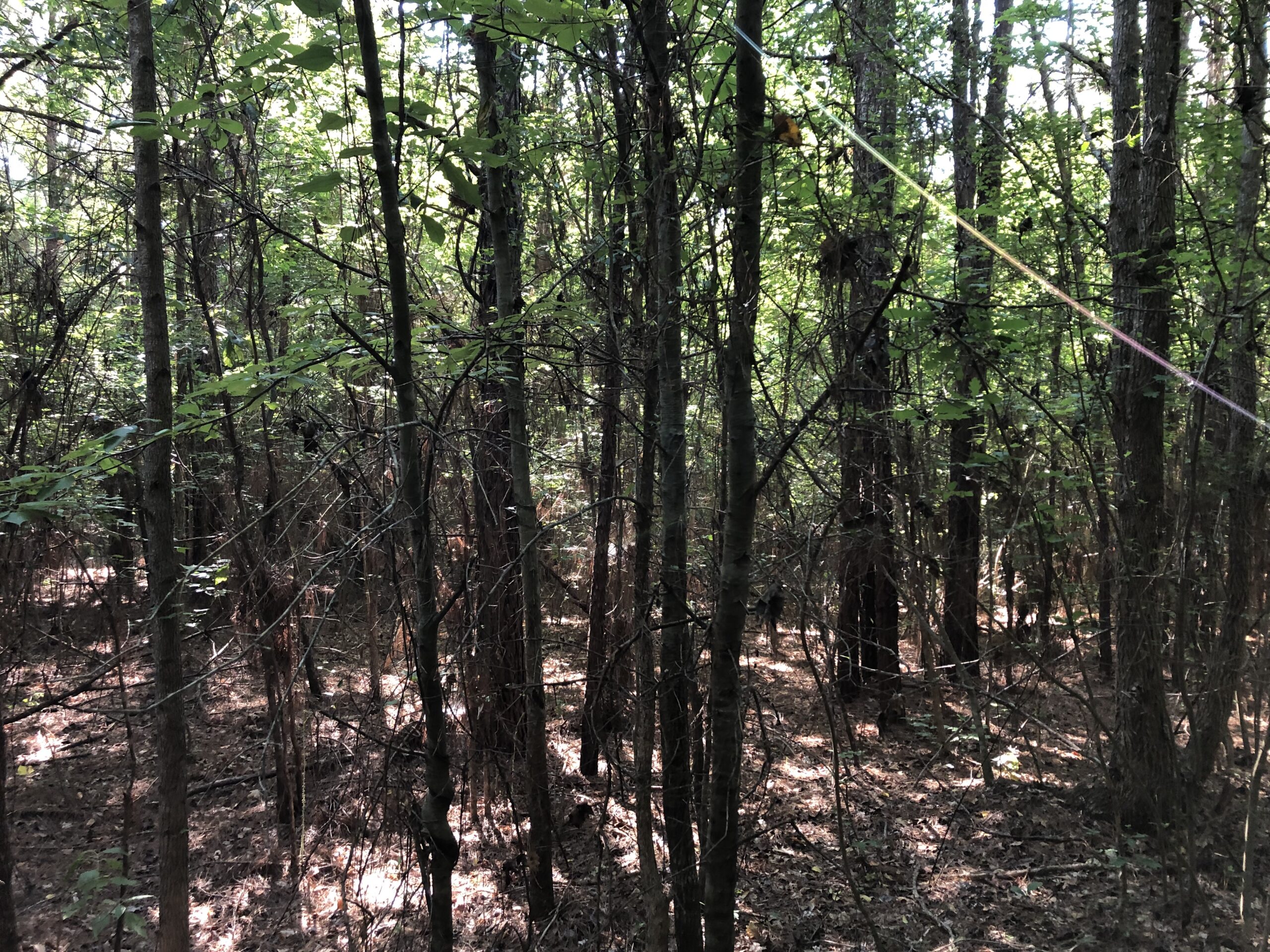 East Texas Hunting/Recreational Land For Sale
