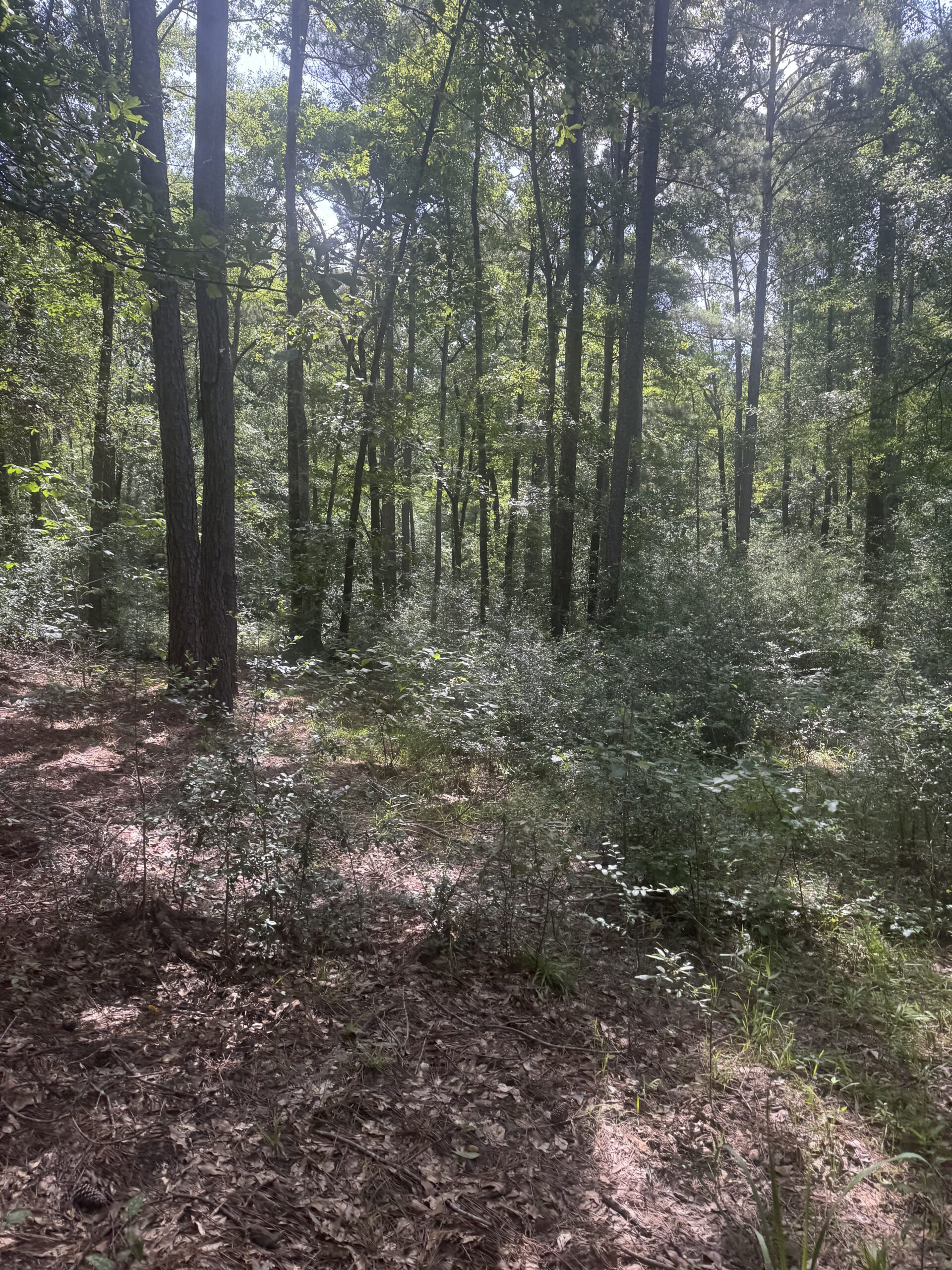 East Texas Hunting/Recreational Land For Sale