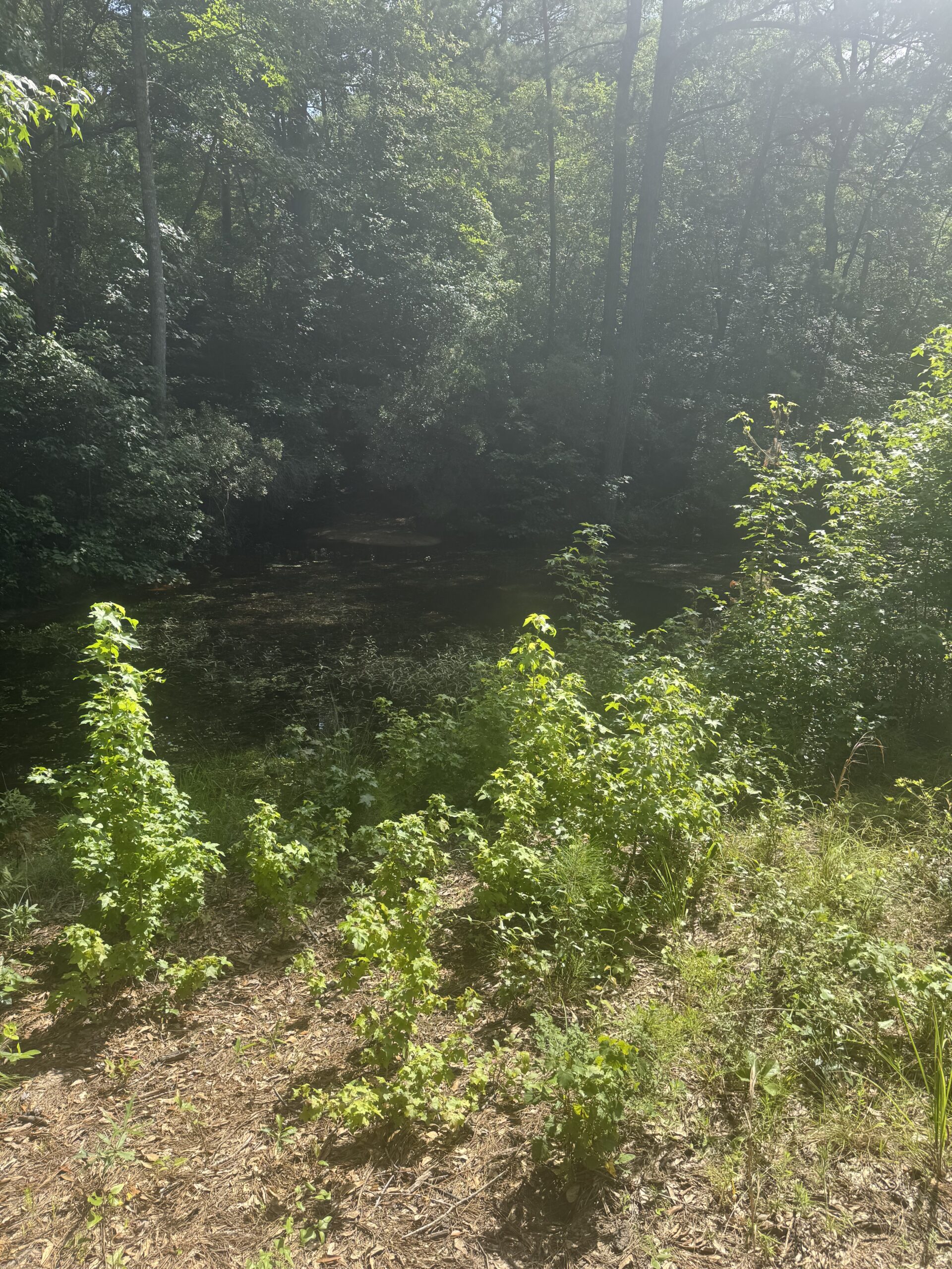 East Texas Hunting/Recreational Land For Sale