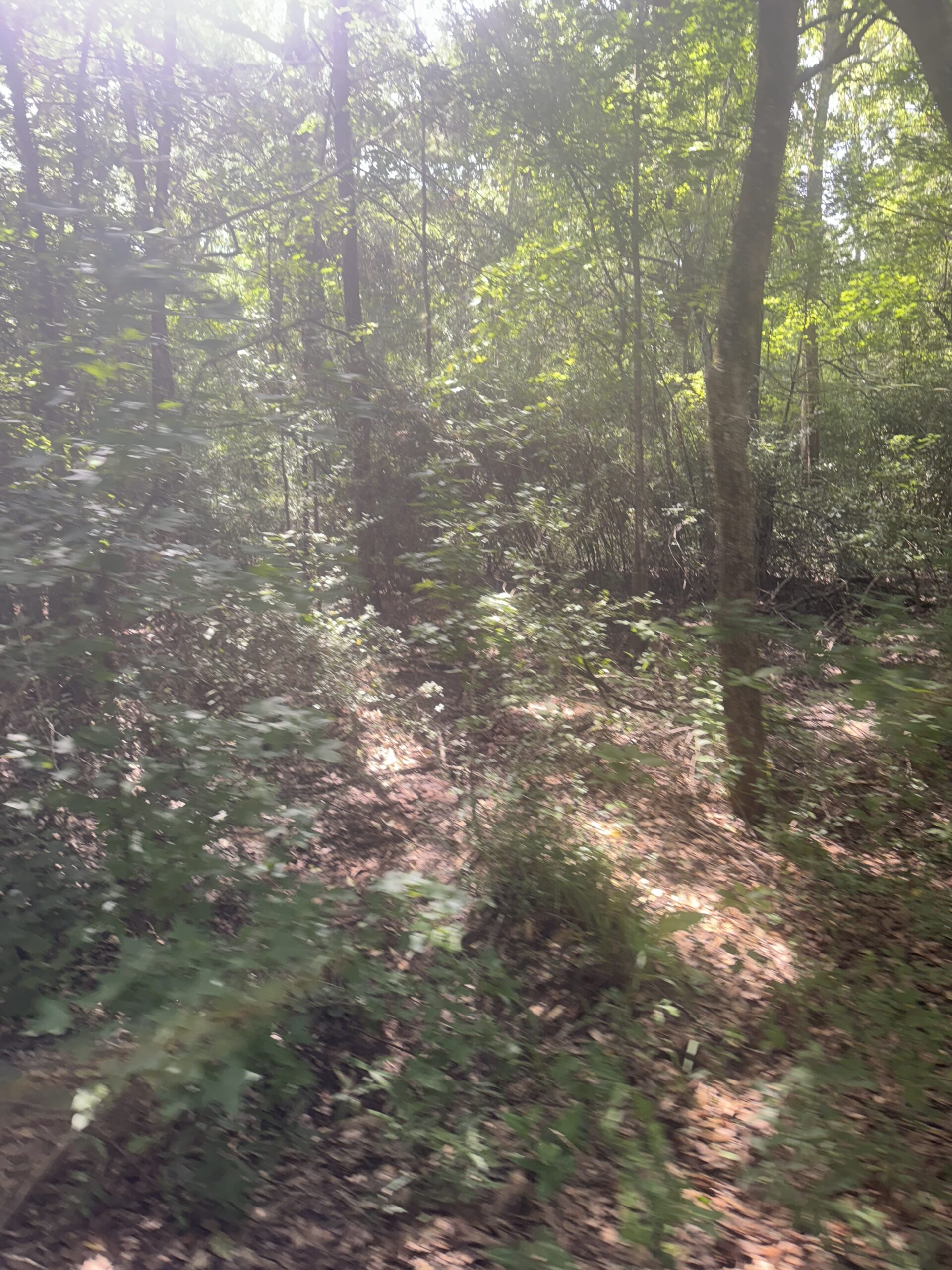 East Texas Hunting/Recreational Land For Sale