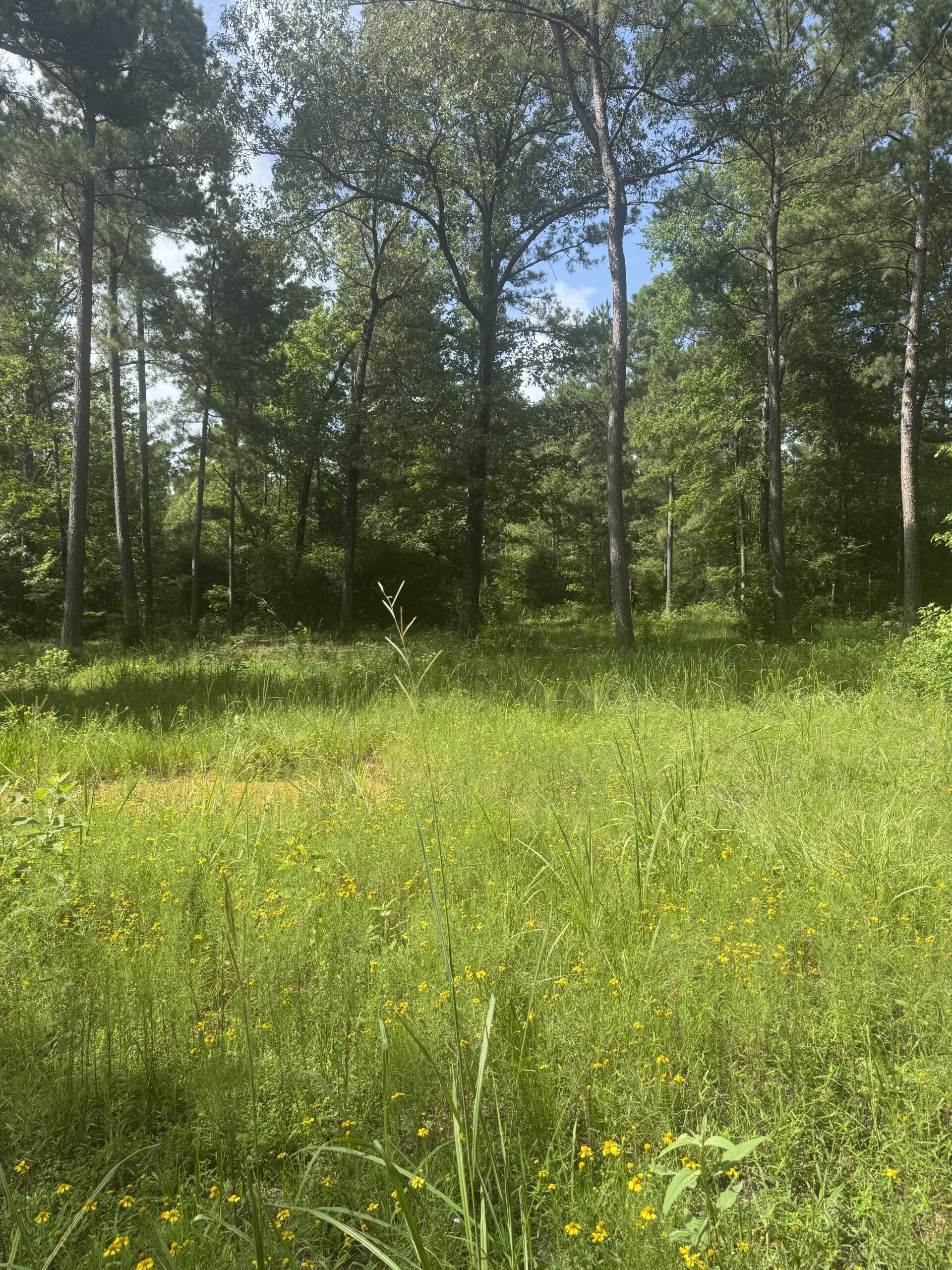 East Texas Hunting/Recreational Land For Sale